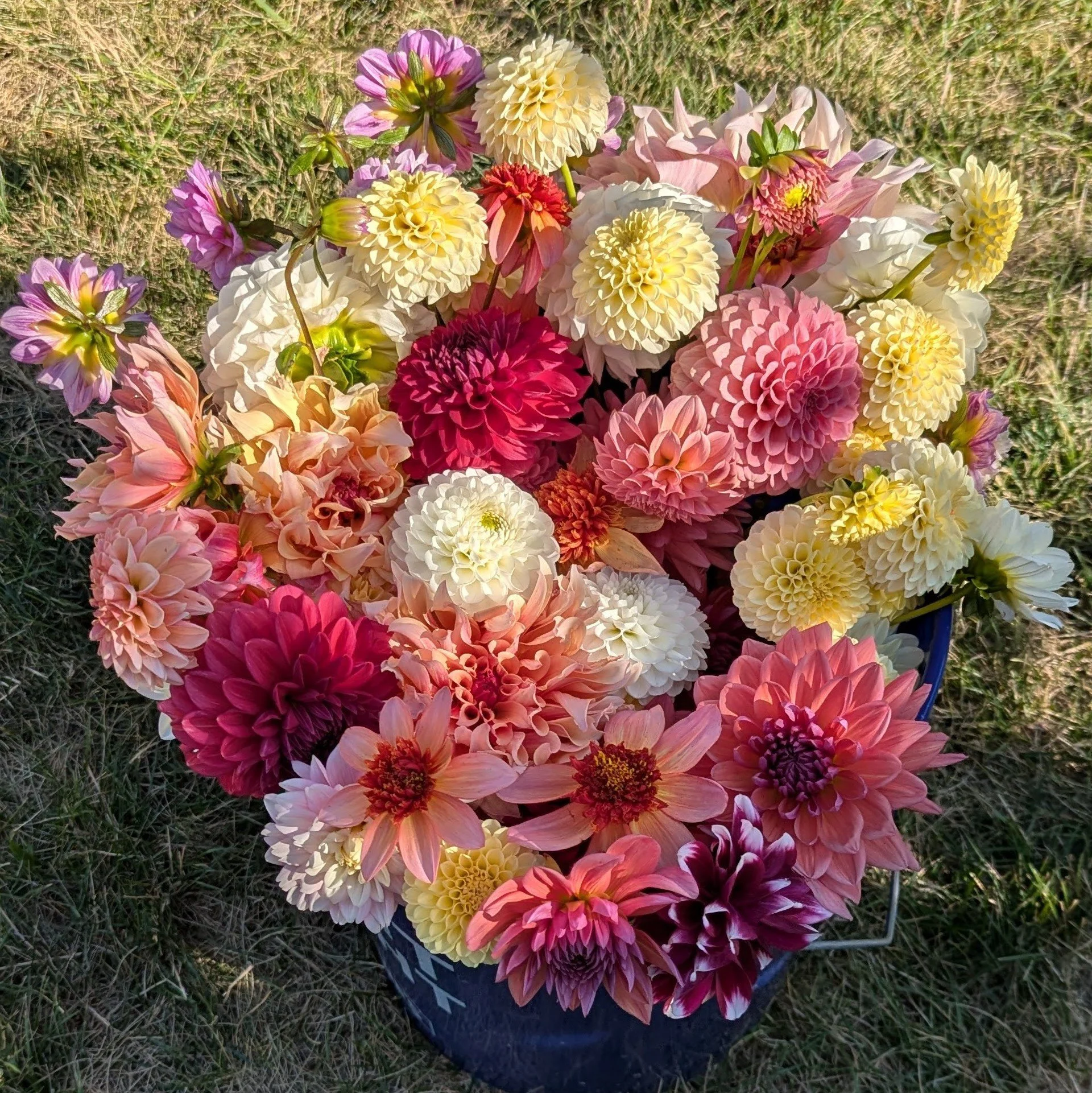 DIY Dahlia Bucket, Growers Choice (70 mixed stems)