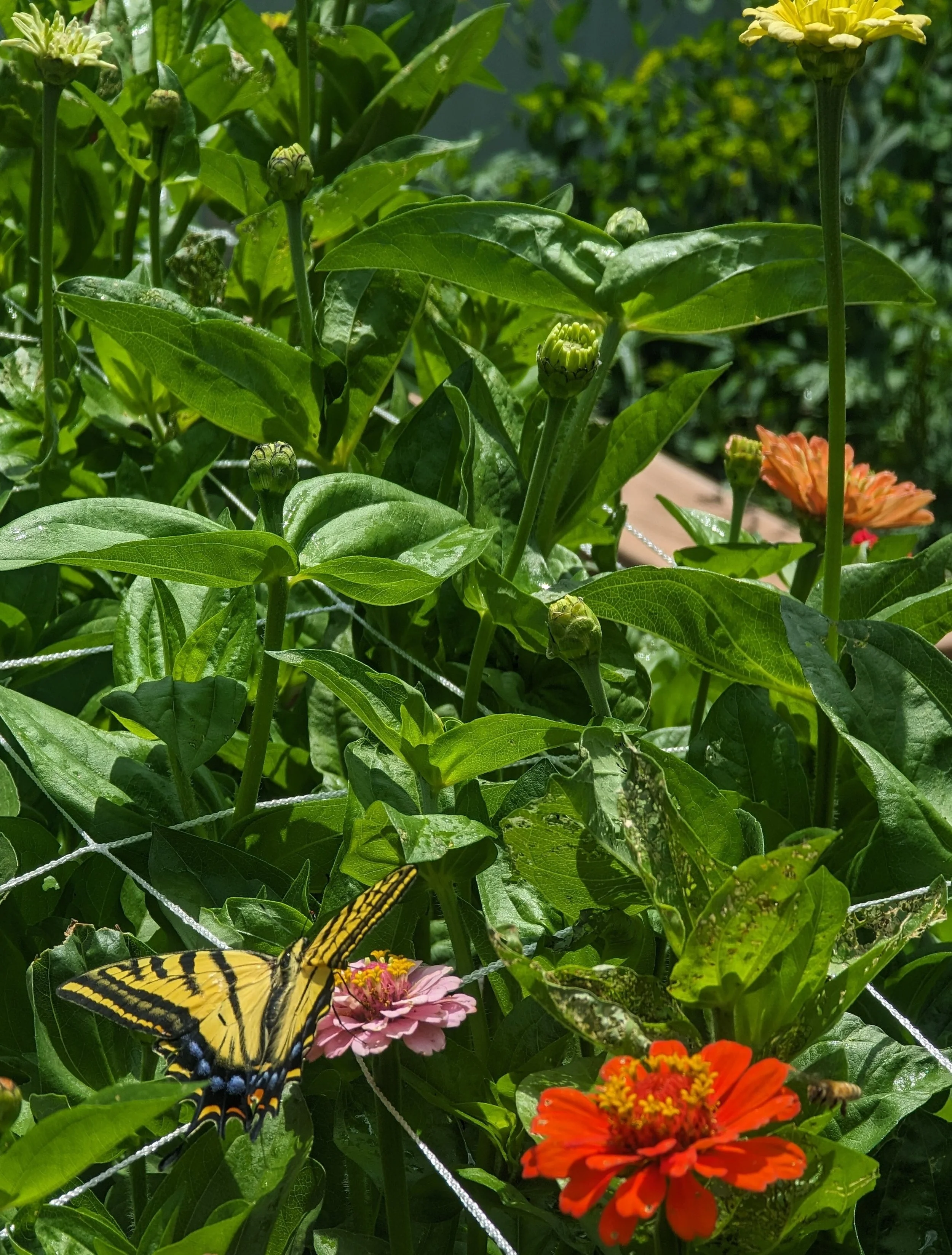 A garden with green leaves and colorful flowers, including pink, orange, and yellow, with a butterfly and a bee.