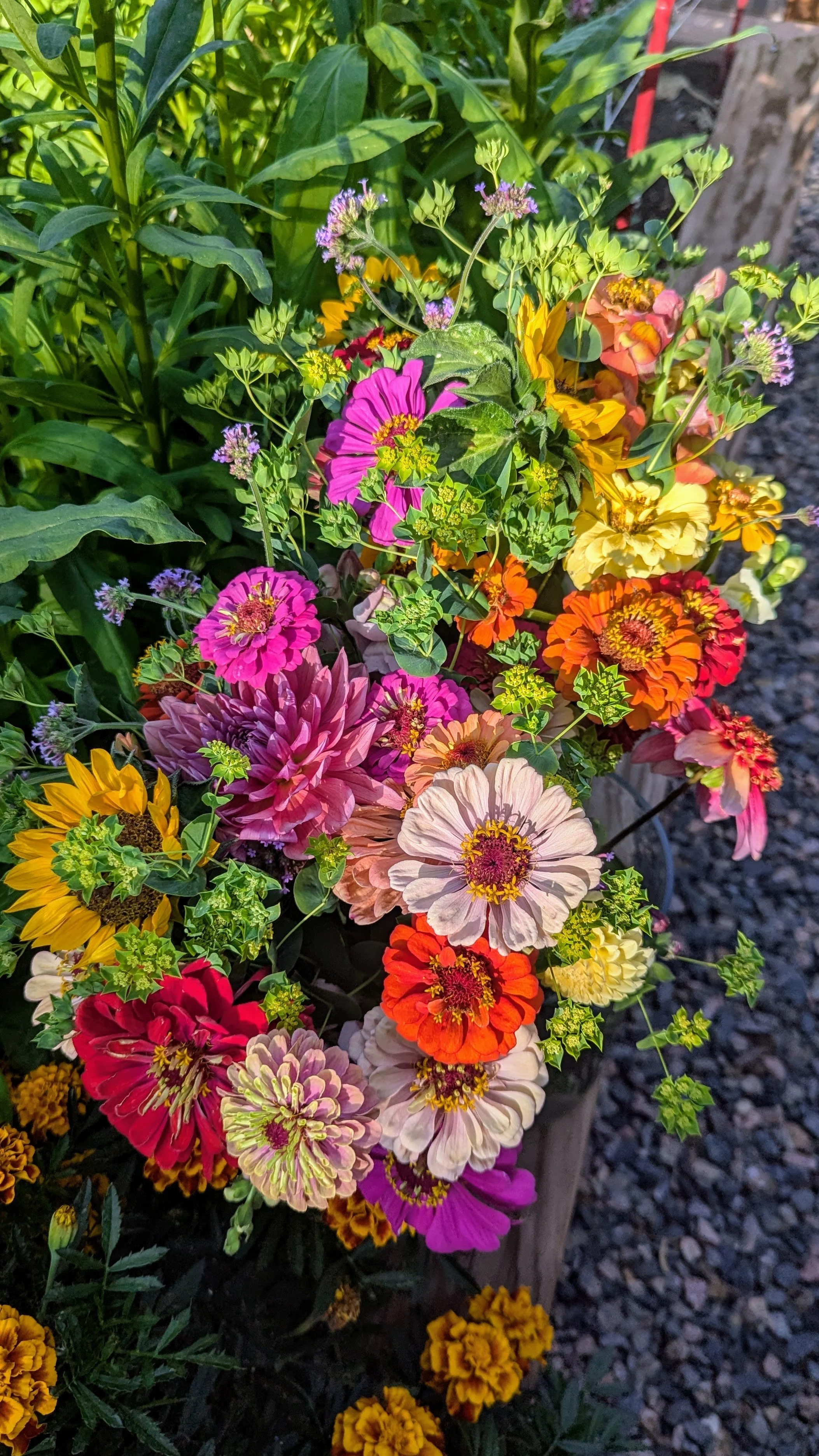 Colorful assortment of blooming flowers in a garden bed.