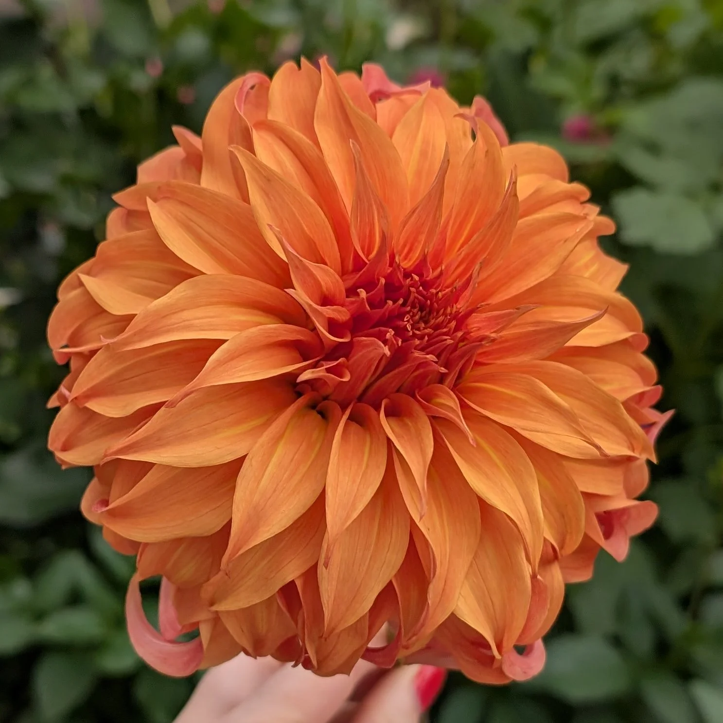 Bloomquist Jean-1.jpg