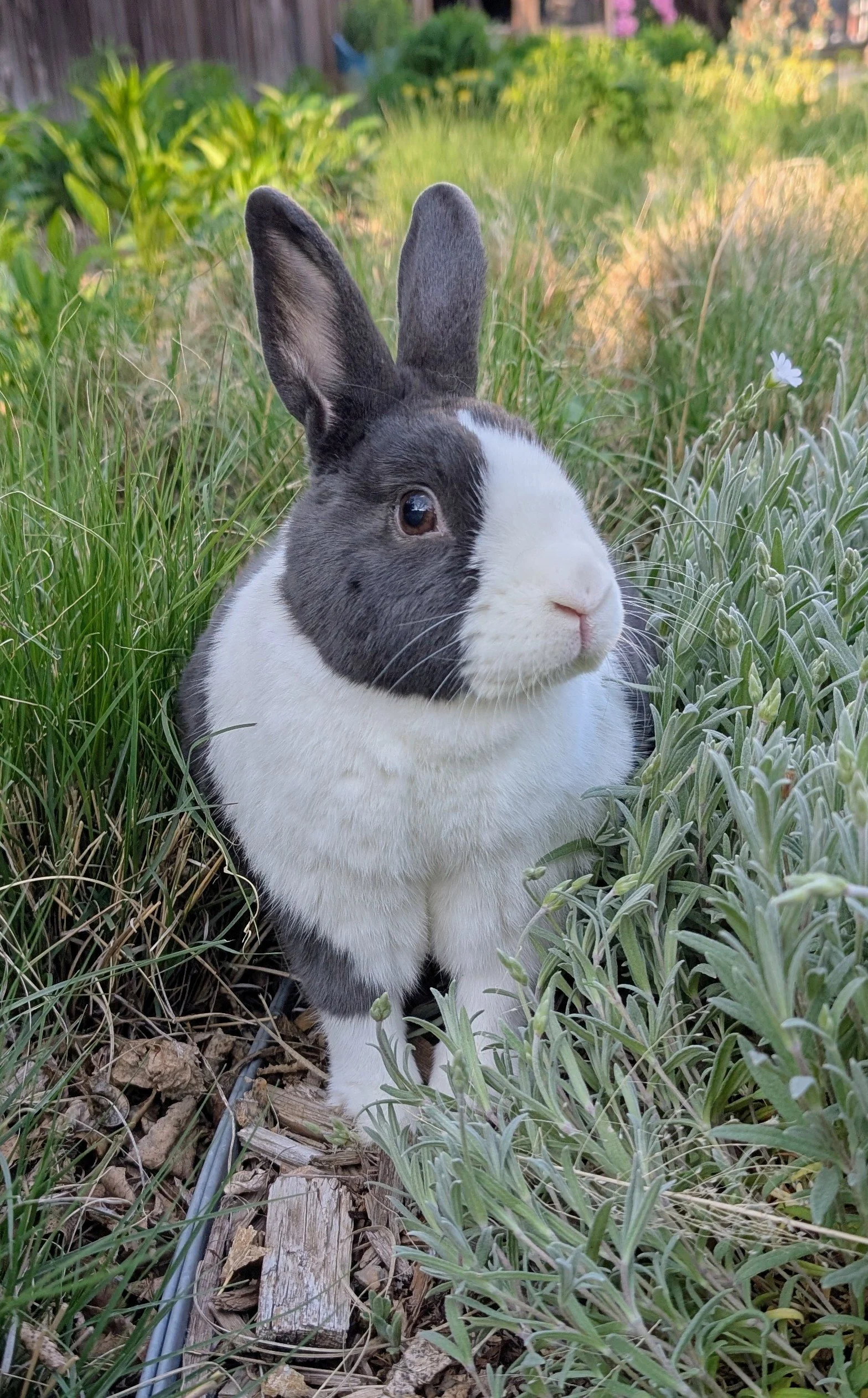 A black and white rabbit sitting in a garden surrounded by green grass and plants.