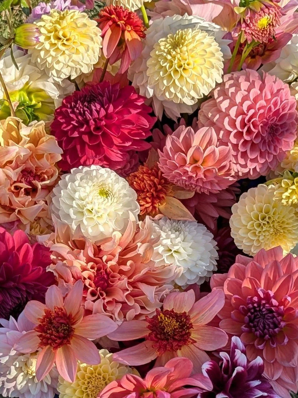 A vibrant bouquet of various colorful dahlias in shades of pink, white, yellow, and red.