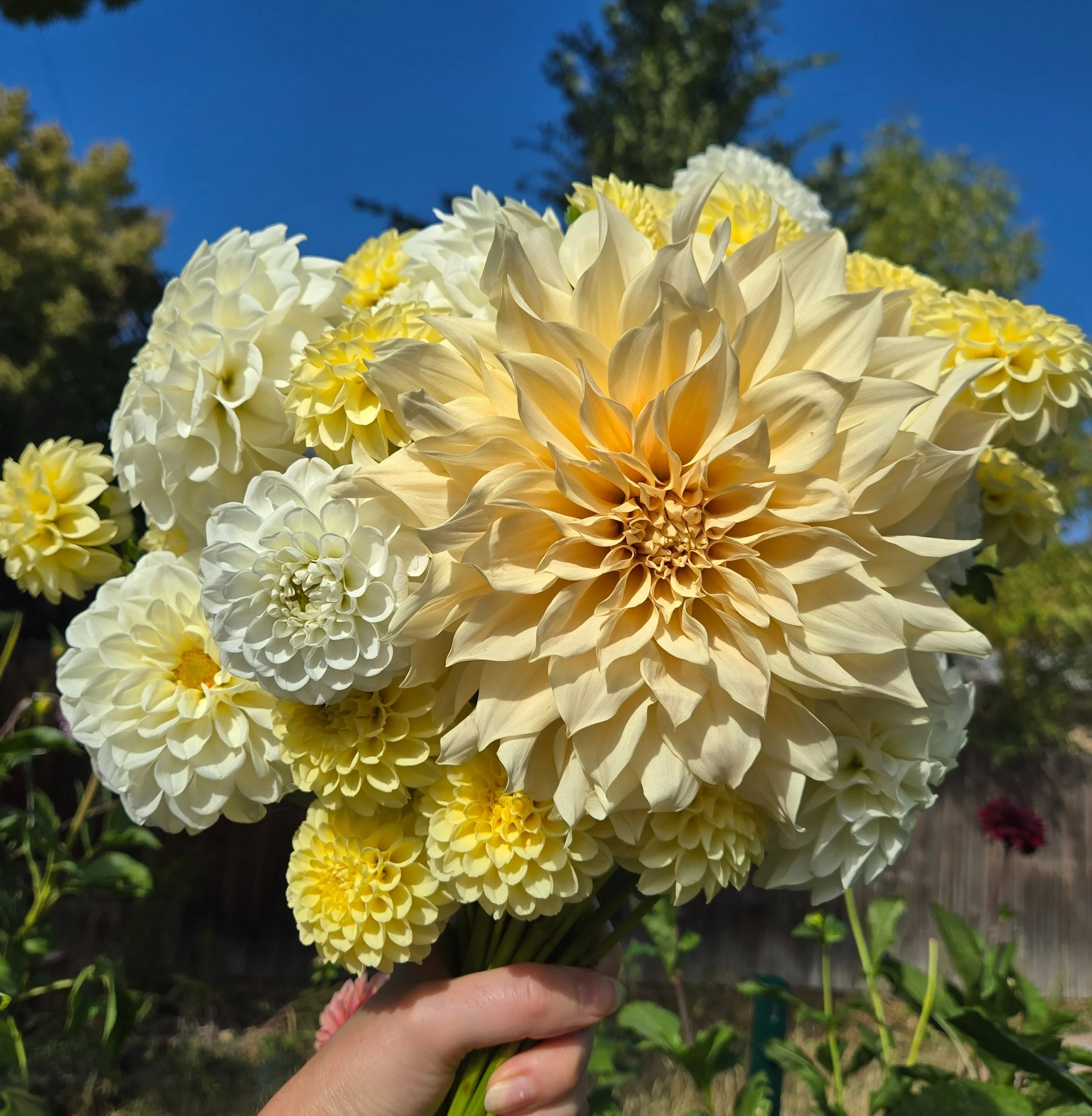 Cropped_Image (17).jpg