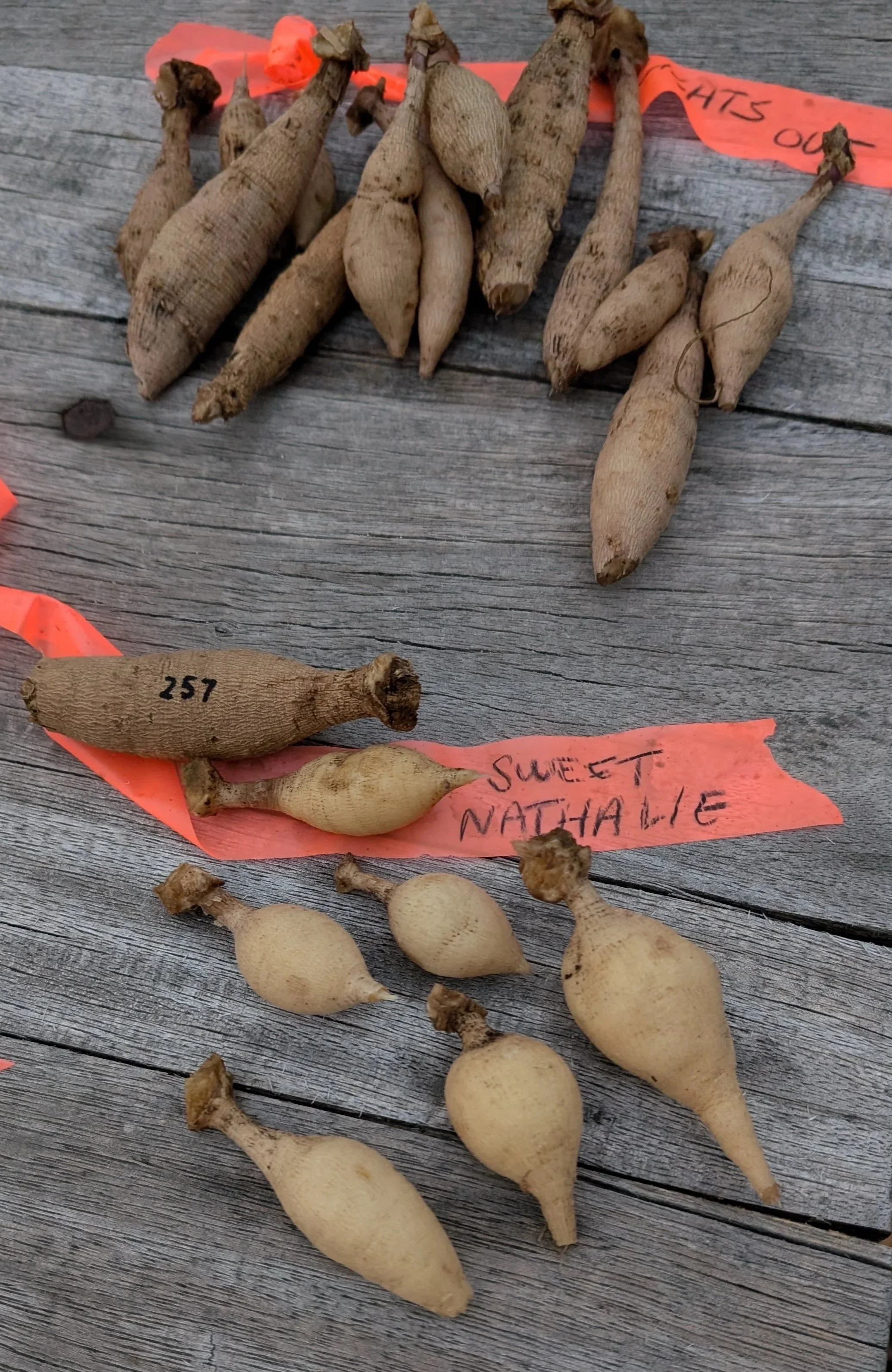 A variety of dahlia tubers, placed on a weathered wooden surface with pink labels.