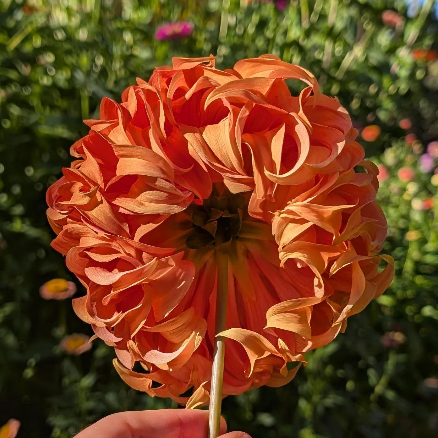 Bloomquist Jean-4.jpg