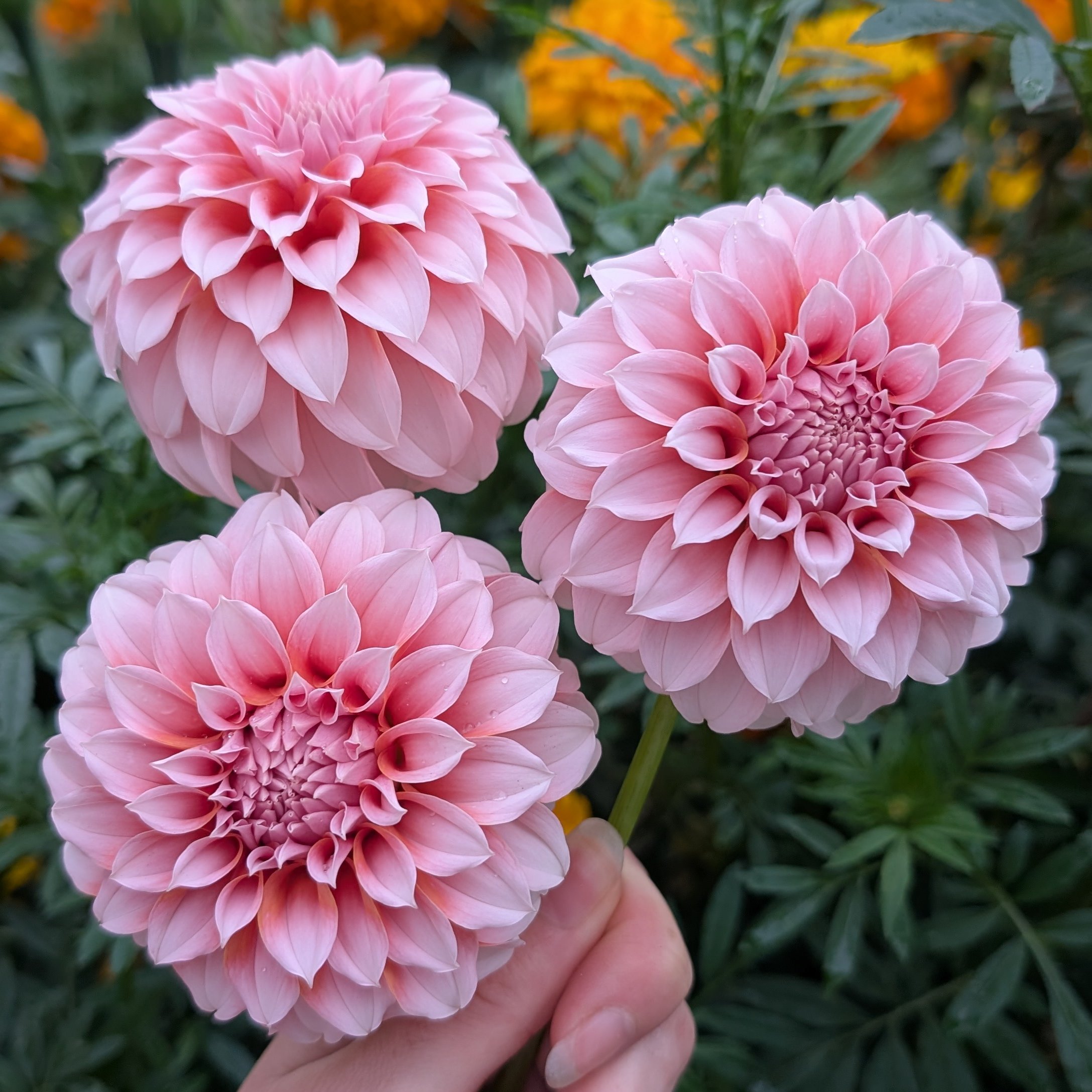 Peaches N Cream-3.jpg