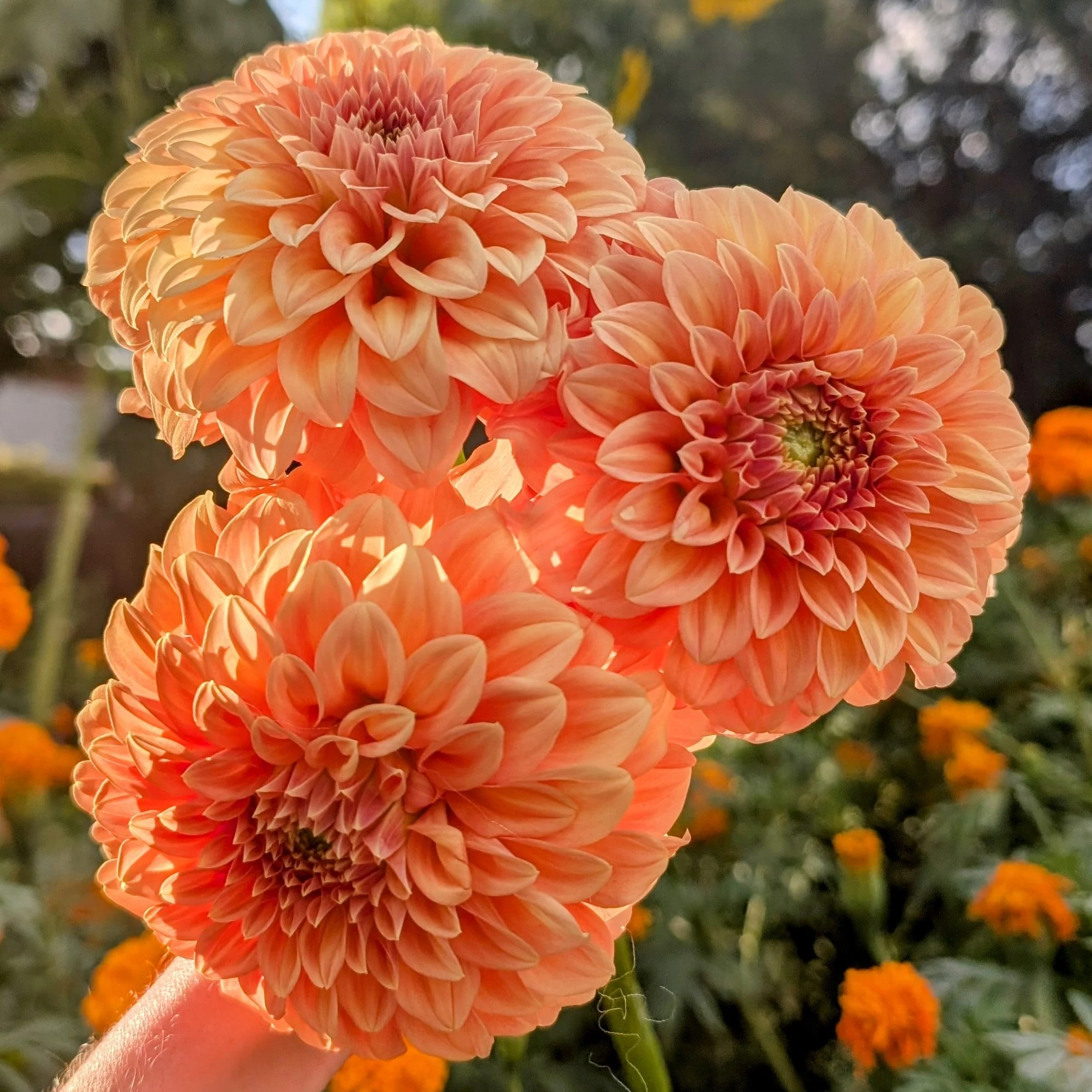 Bracken Palomino-1.jpg