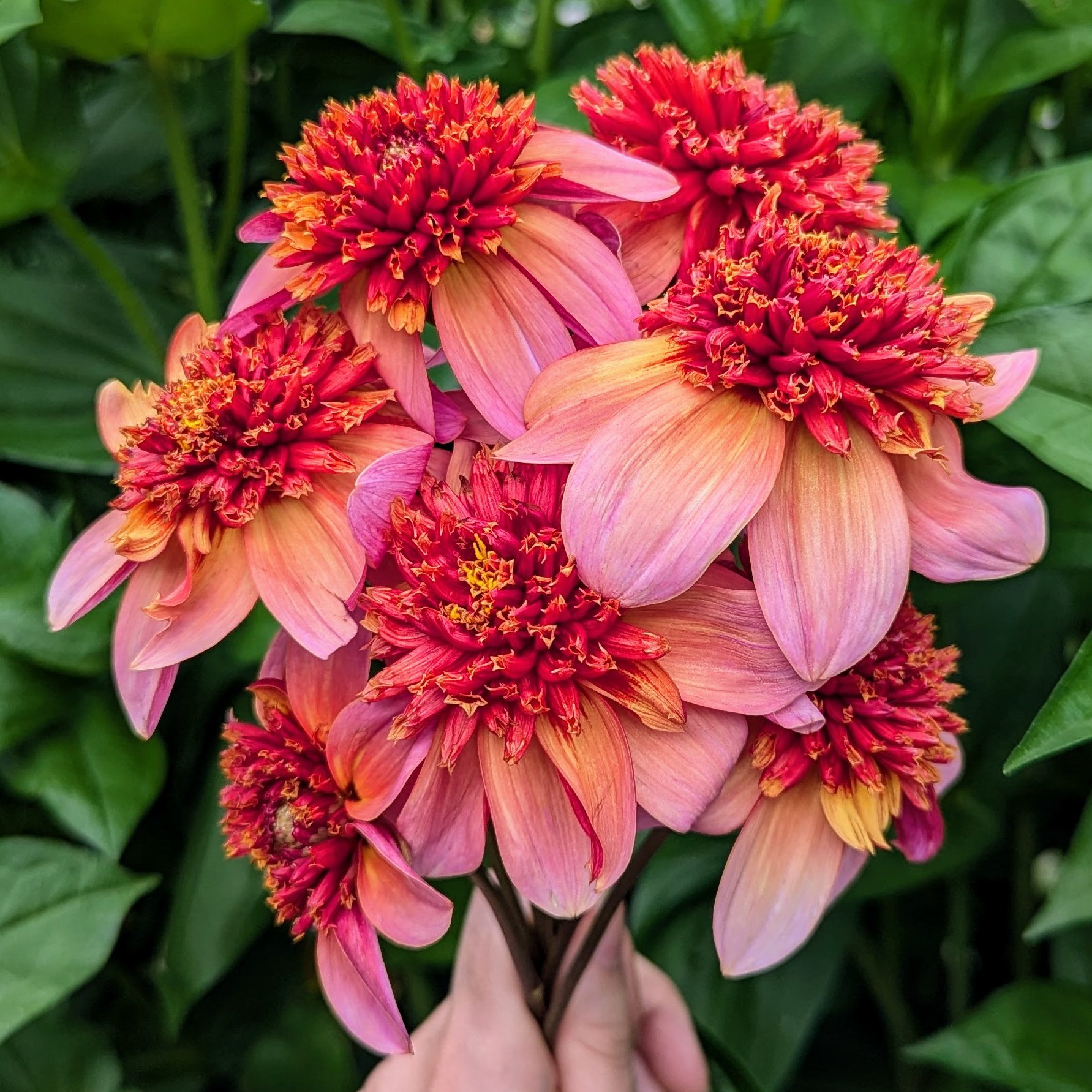 Totally Tangerine-2.jpg