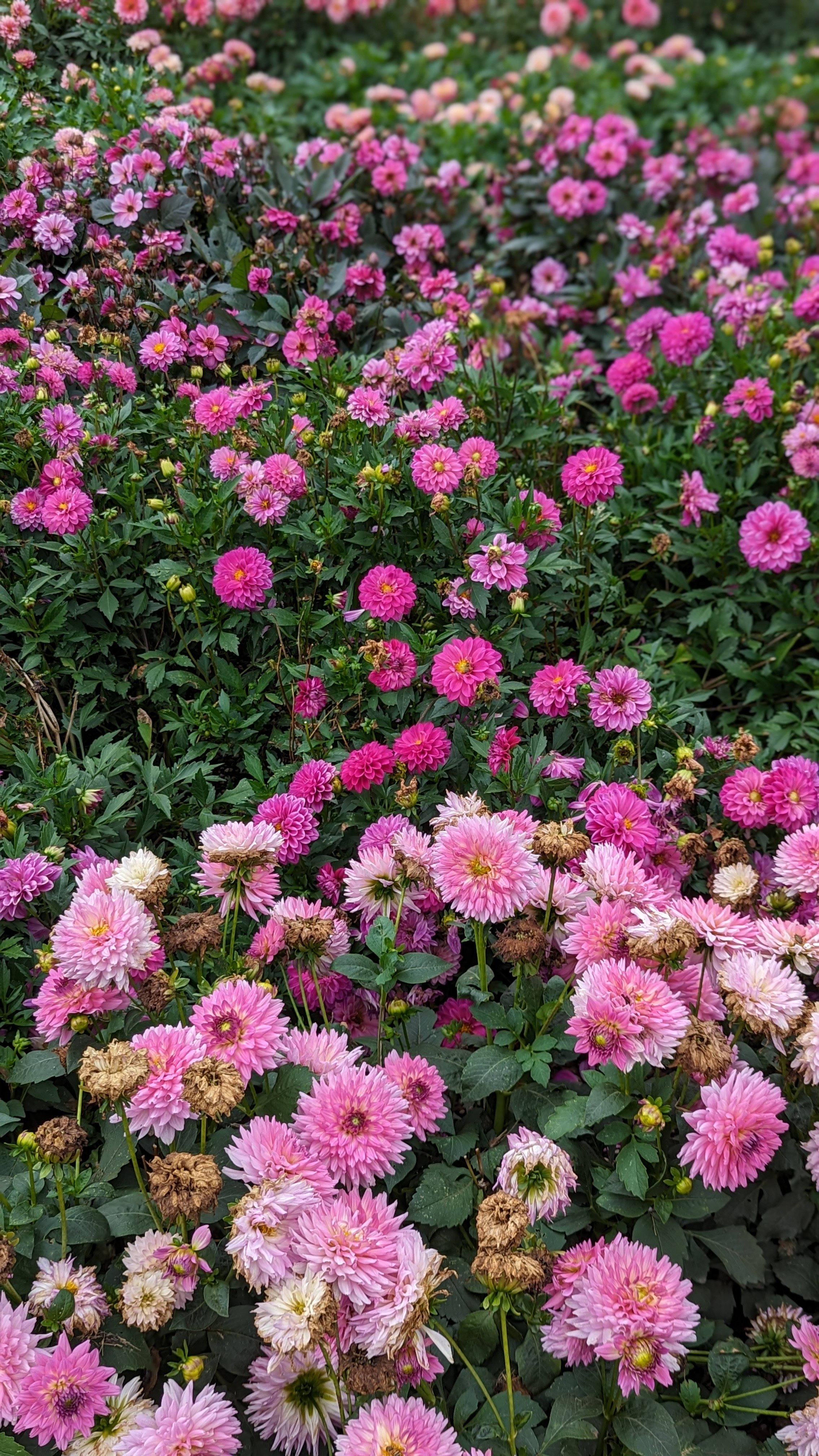 A garden bed filled with pink and purple flowers, some with yellow centers, some with brown faded blooms, and green foliage.