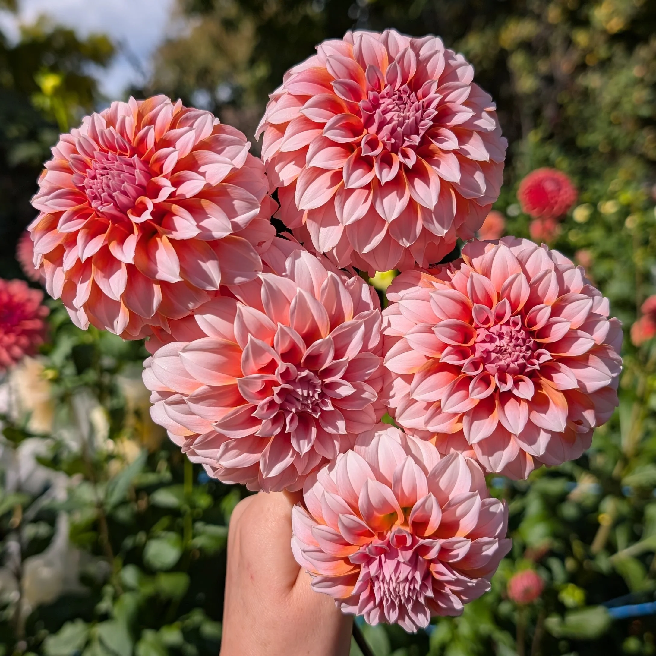 Peaches N Cream-6.jpg