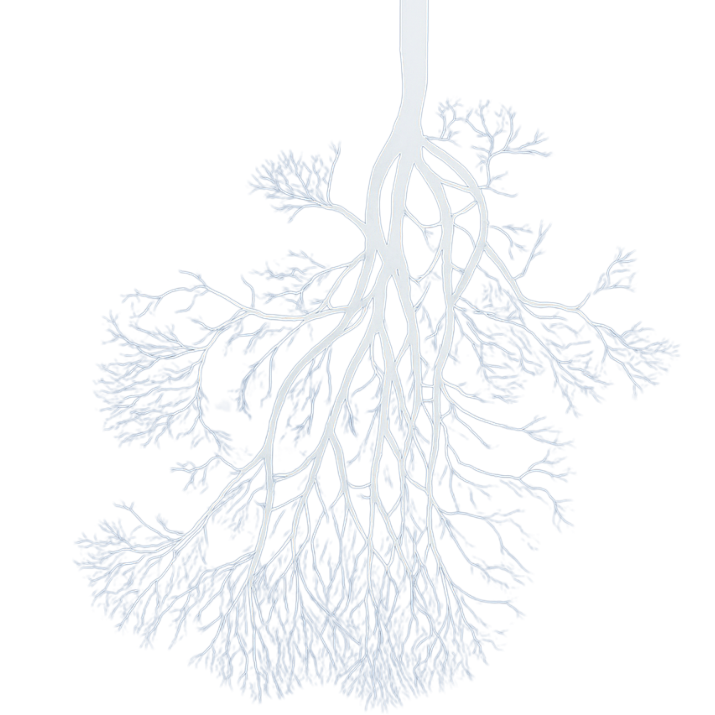 Diagram of the human lung's bronchial tree showing detailed branching pattern of respiratory passages.