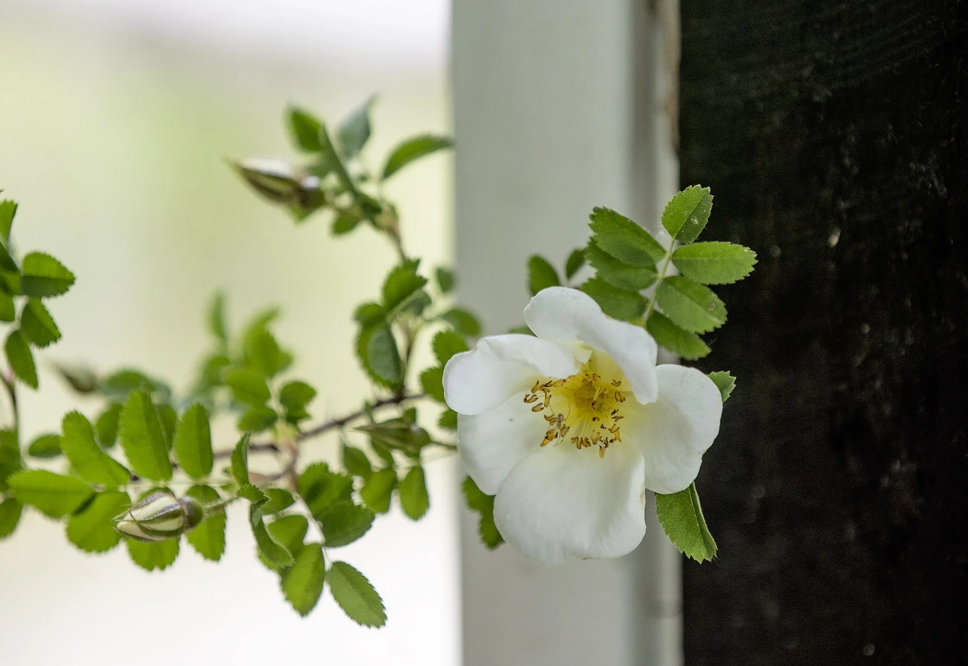 Er TRE noget for dig?