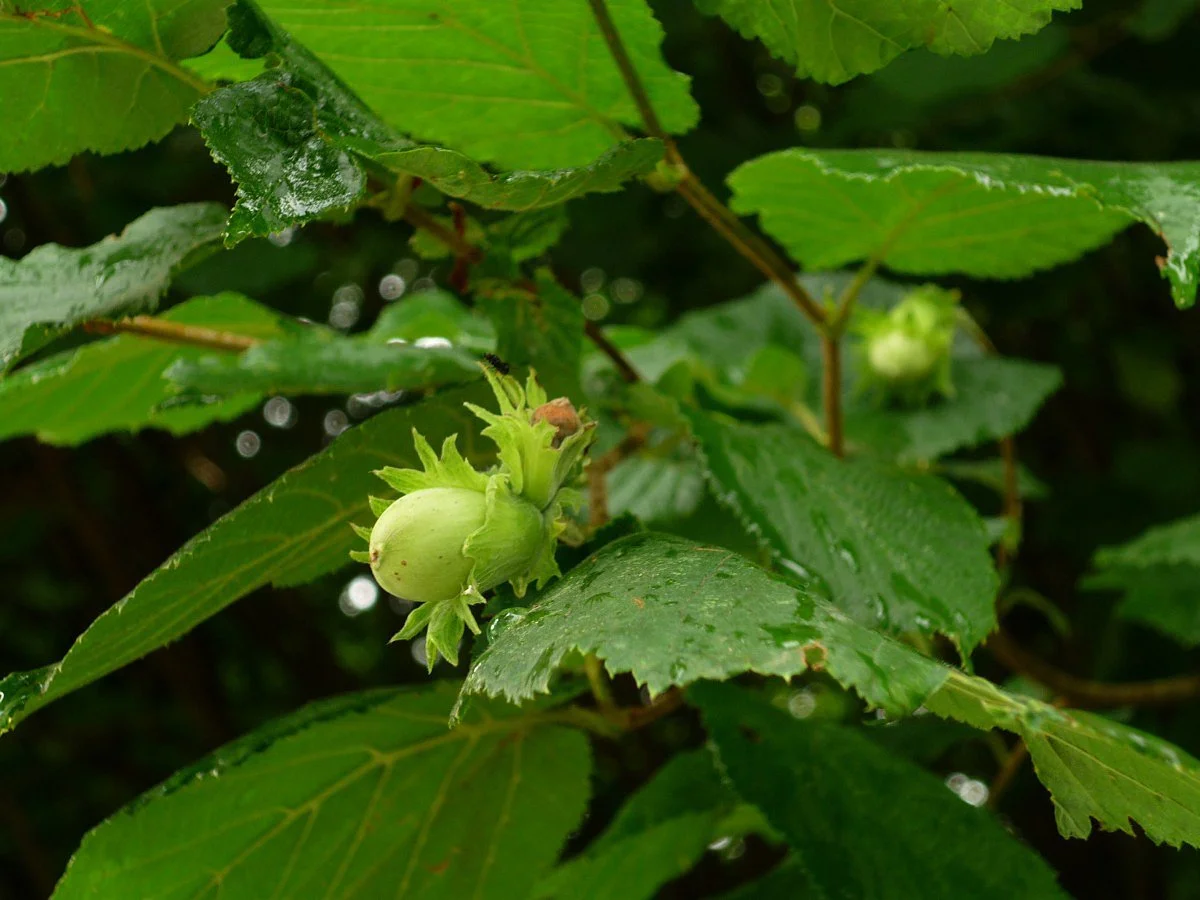 hazelnut_hazel_bush_green_hazelnut_leaf_raindrop-960905.jpg