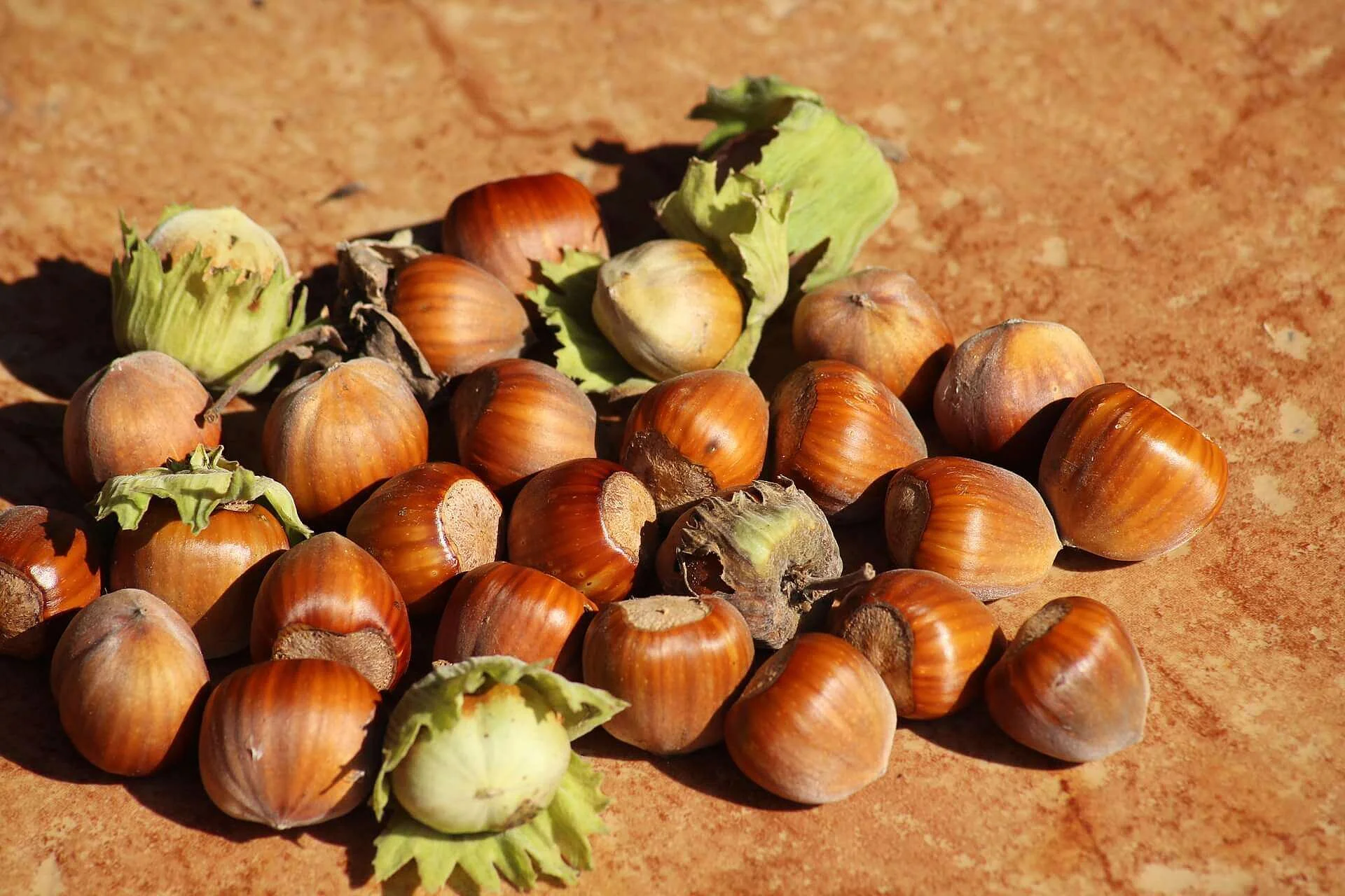 hazelnuts-gf06da2e82_1920.jpg