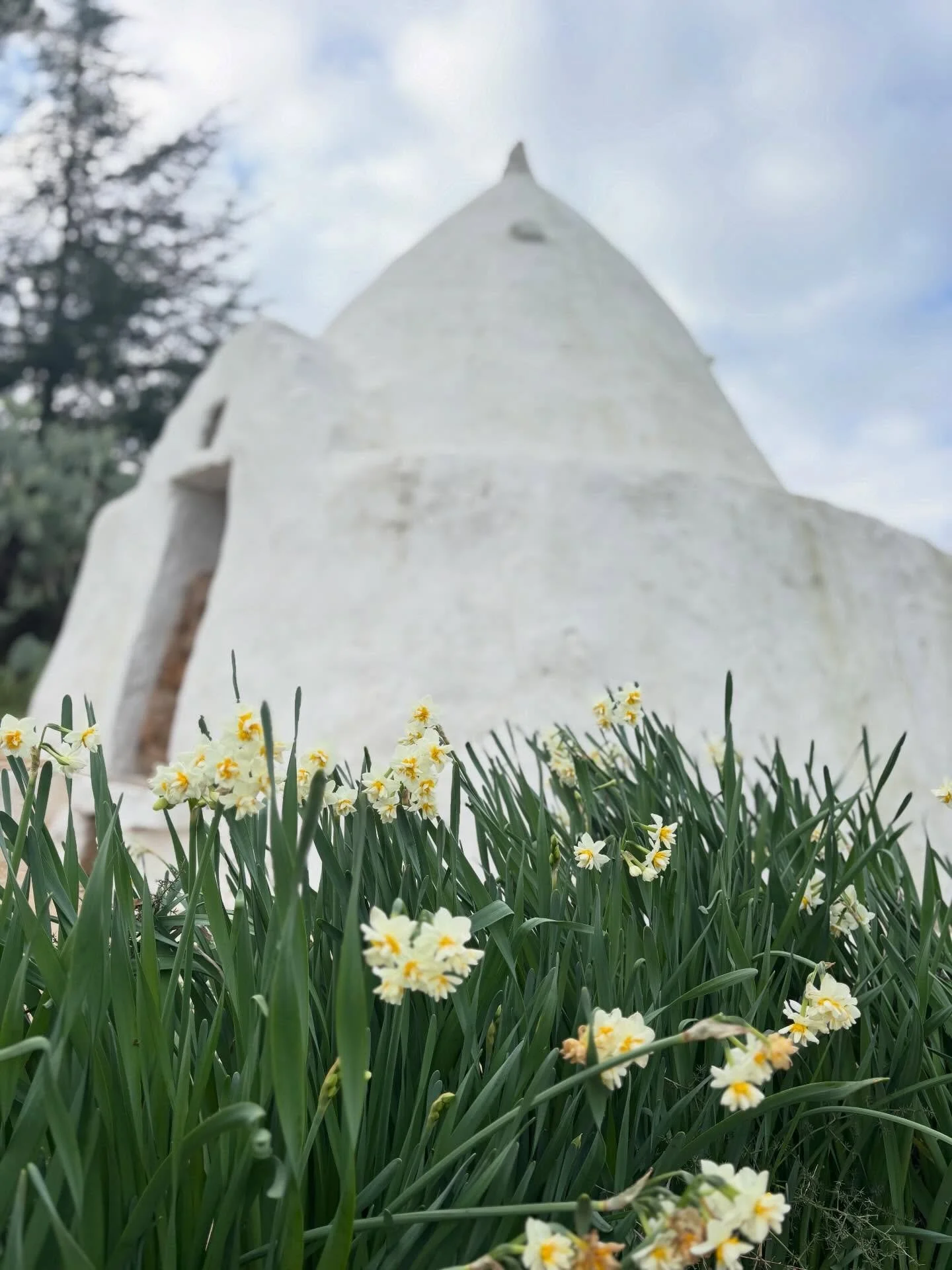 Trullo and daffodils #puglia #holidayhome #vacation #winter #polignano