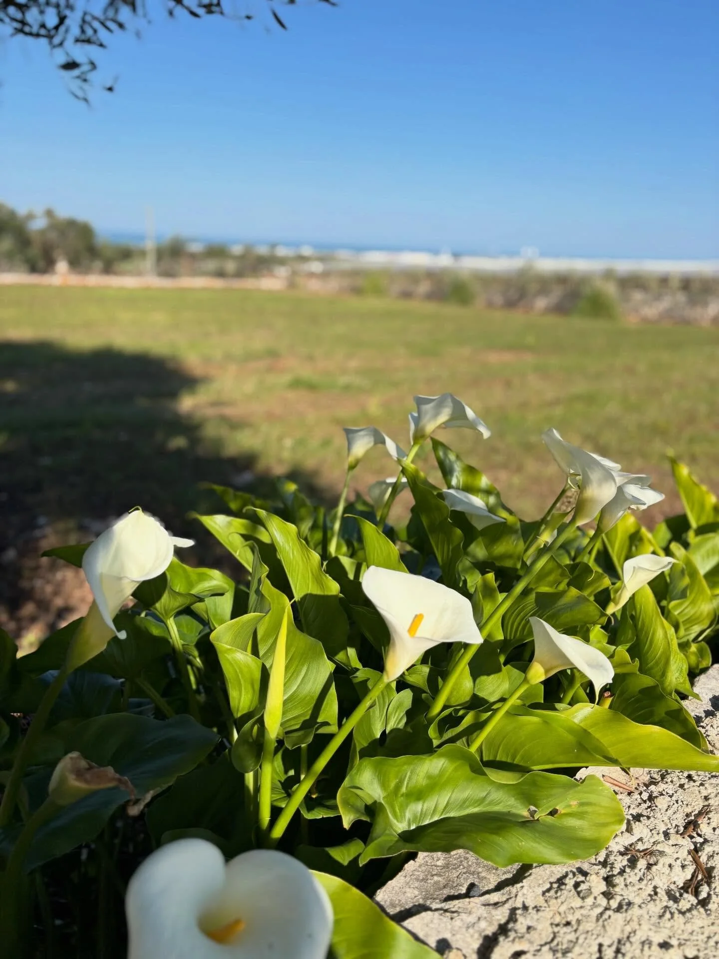 Springtime in Puglia 🌿🤍
Where the air smells like the sea, the sun feels softer, and calla lilies bloom like little sculptures against endless blue skies.

Slow mornings, golden afternoons, and nature quietly showing off.
This is southern Italy at 
