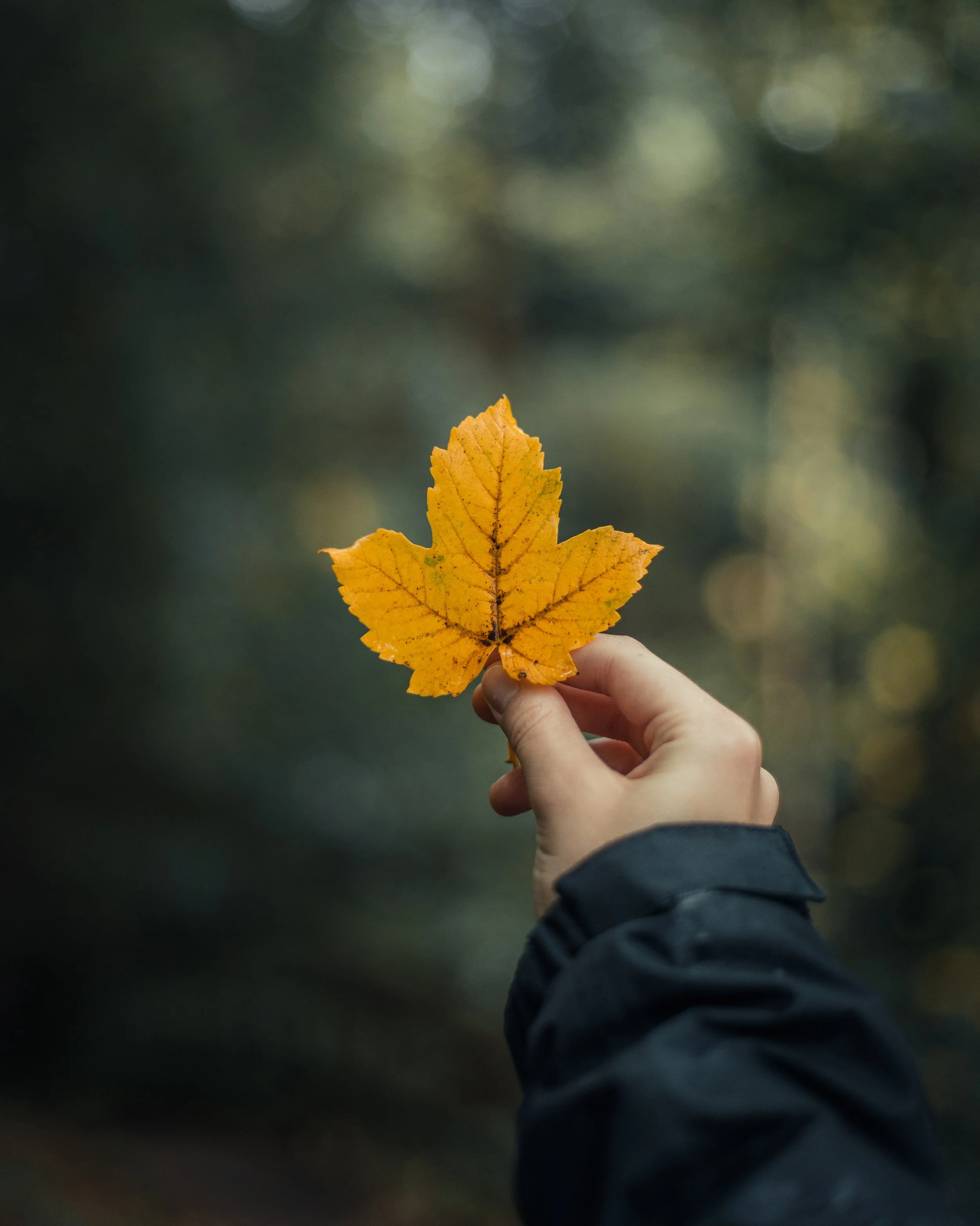A person holding a yellow autumn leaf against a blurred forest background.