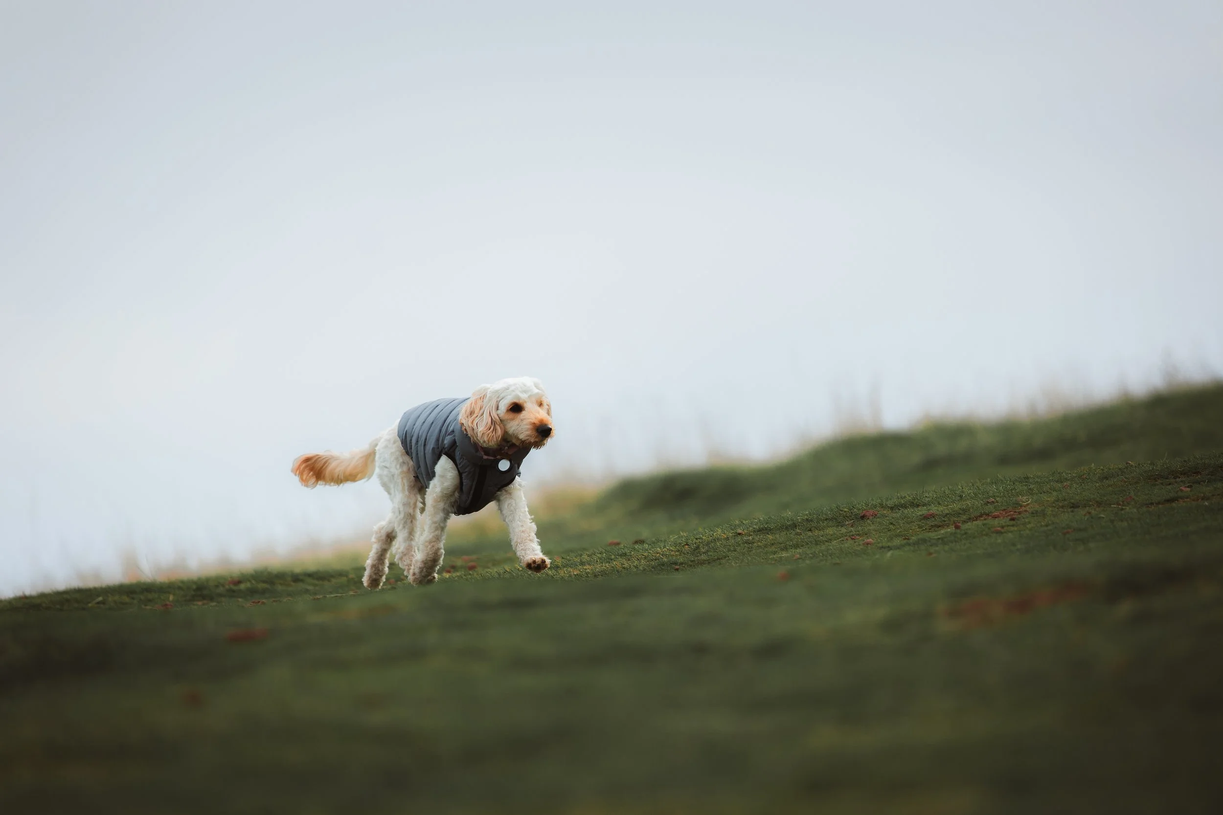 A white dog wearing a gray jacket running on a grassy hill.