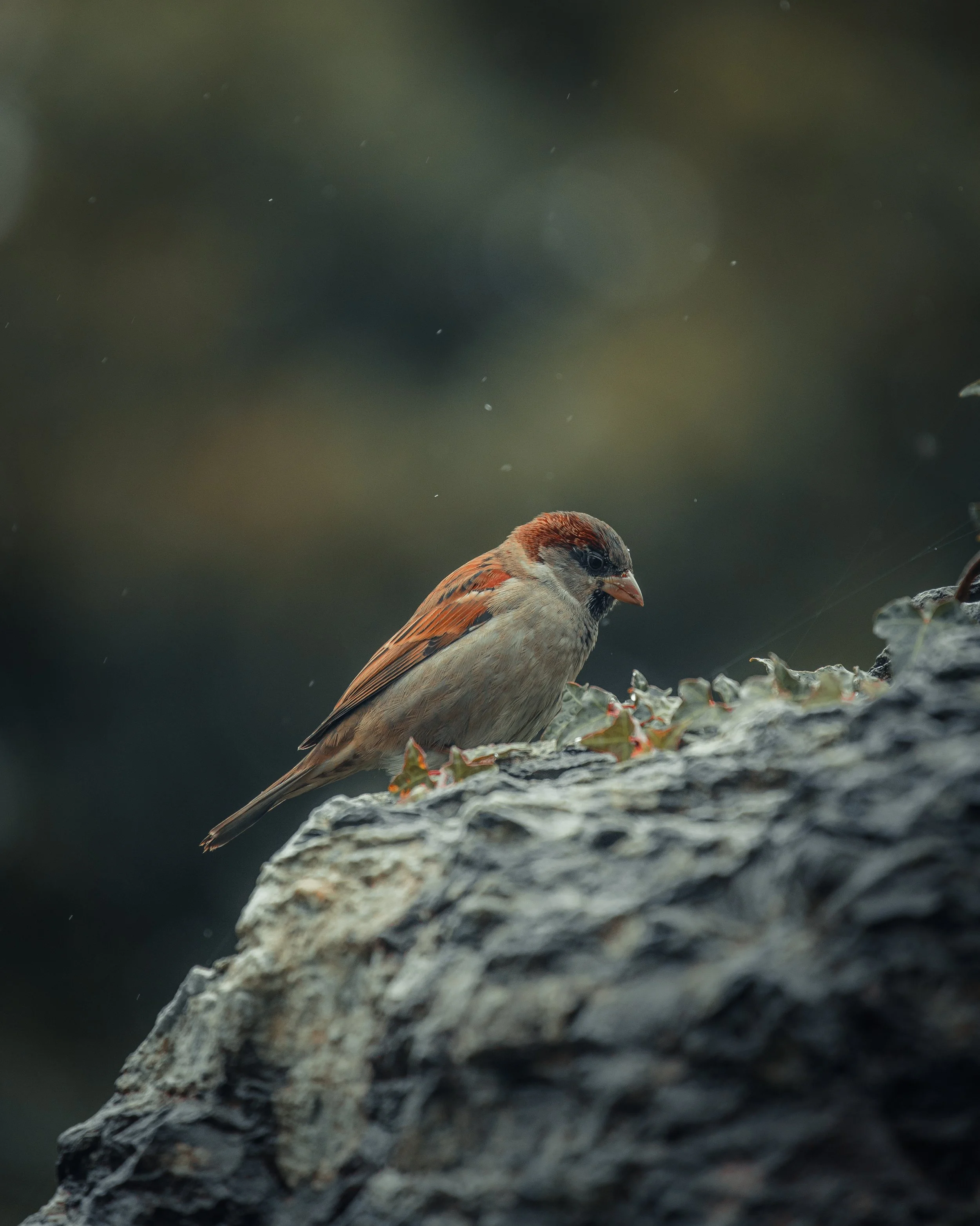 A small brown and beige bird perched on a rocky surface, surrounded by some plants, with a dark blurred background.