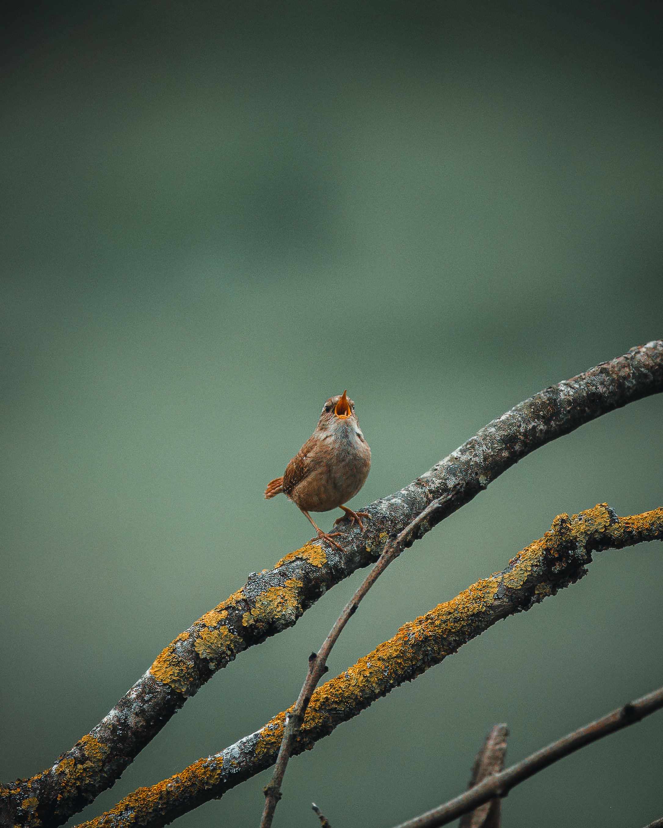 Small bird perched on a moss-covered tree branch with its beak open.