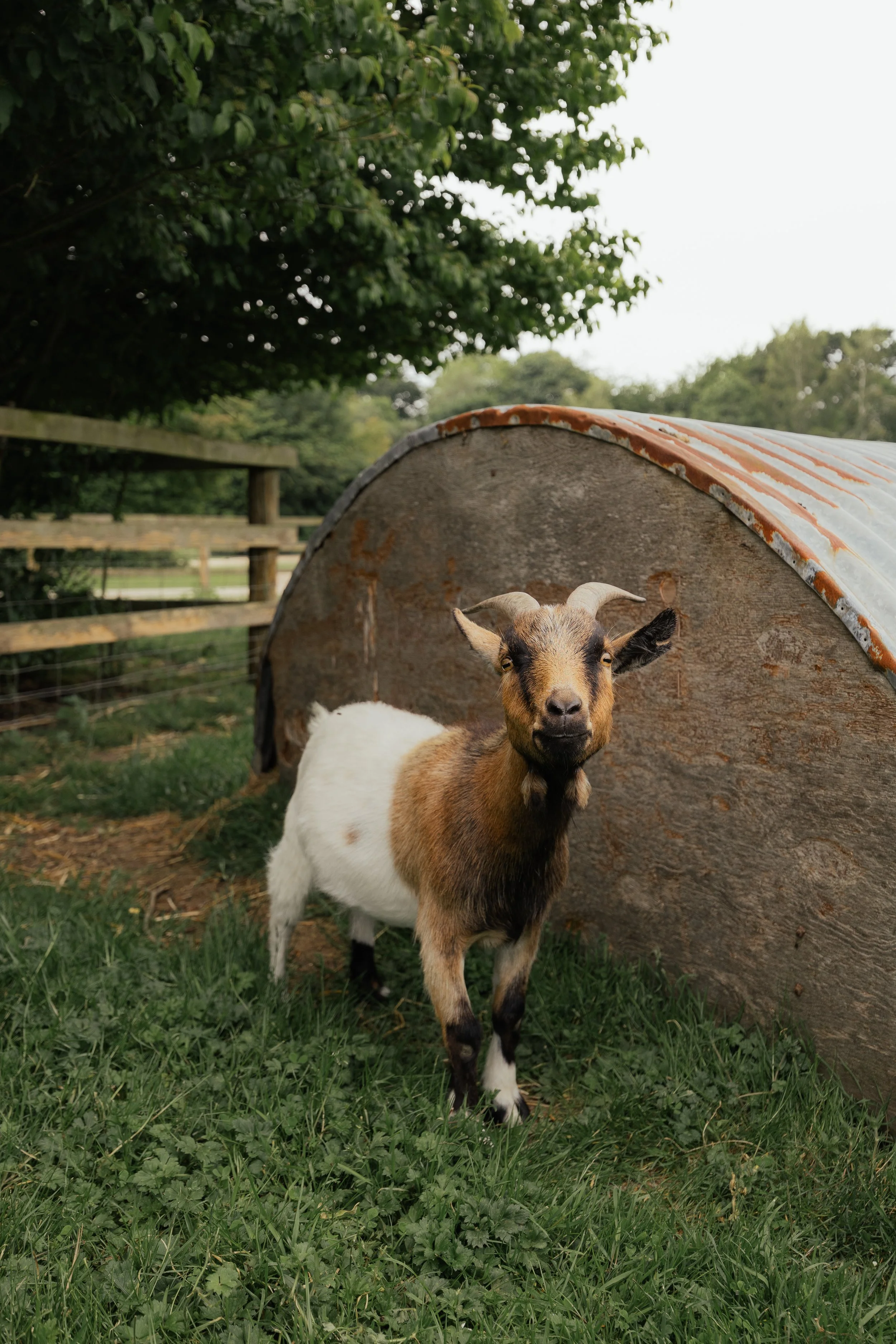 Deer's Glade (June 2026)-16.jpg