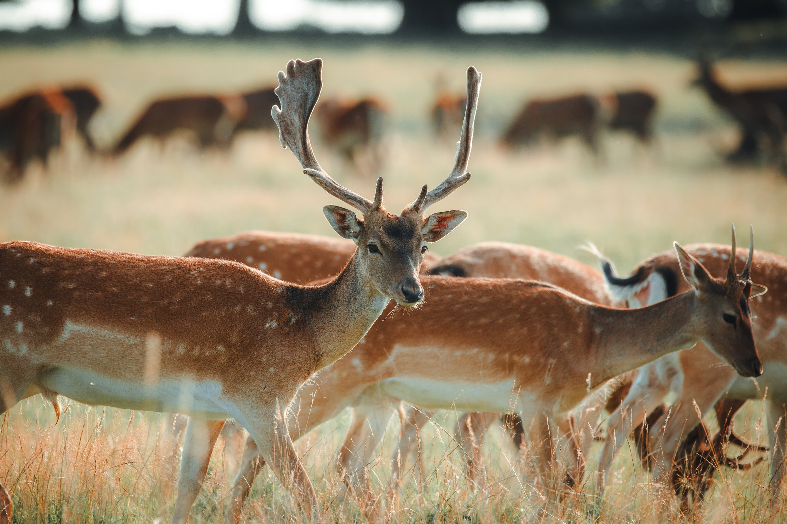 A group of deer grazing in a grassy field, with one deer with large antlers prominently in the foreground.