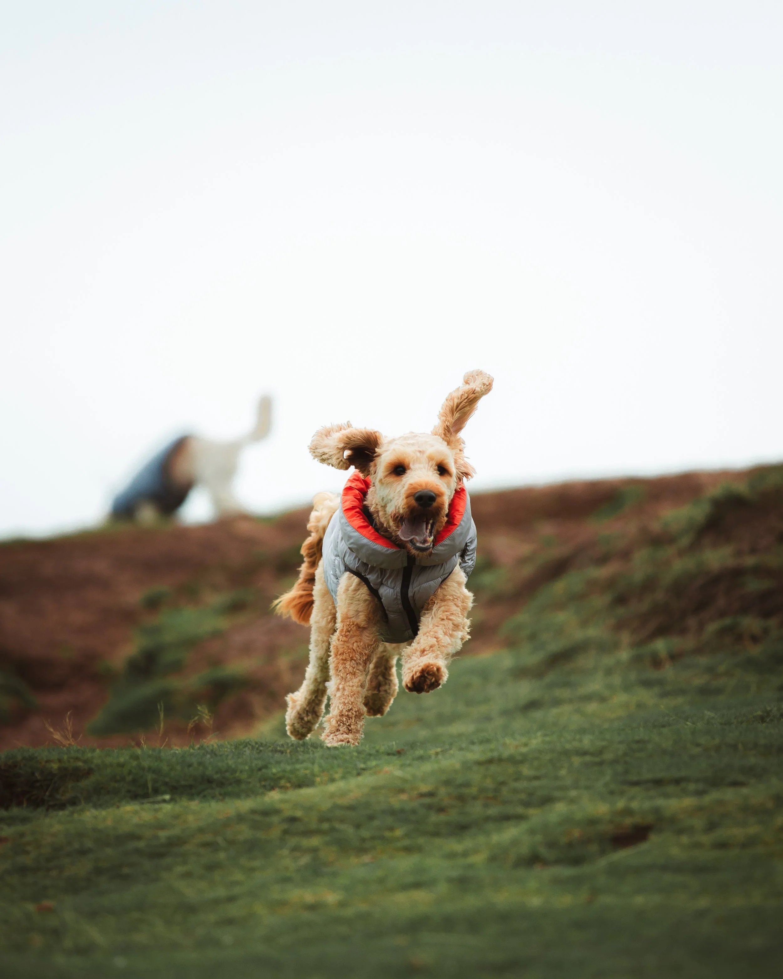A joyful dog running outdoors with its tongue out, wearing a red and gray jacket, on a grassy area with a blurred dog in the background.