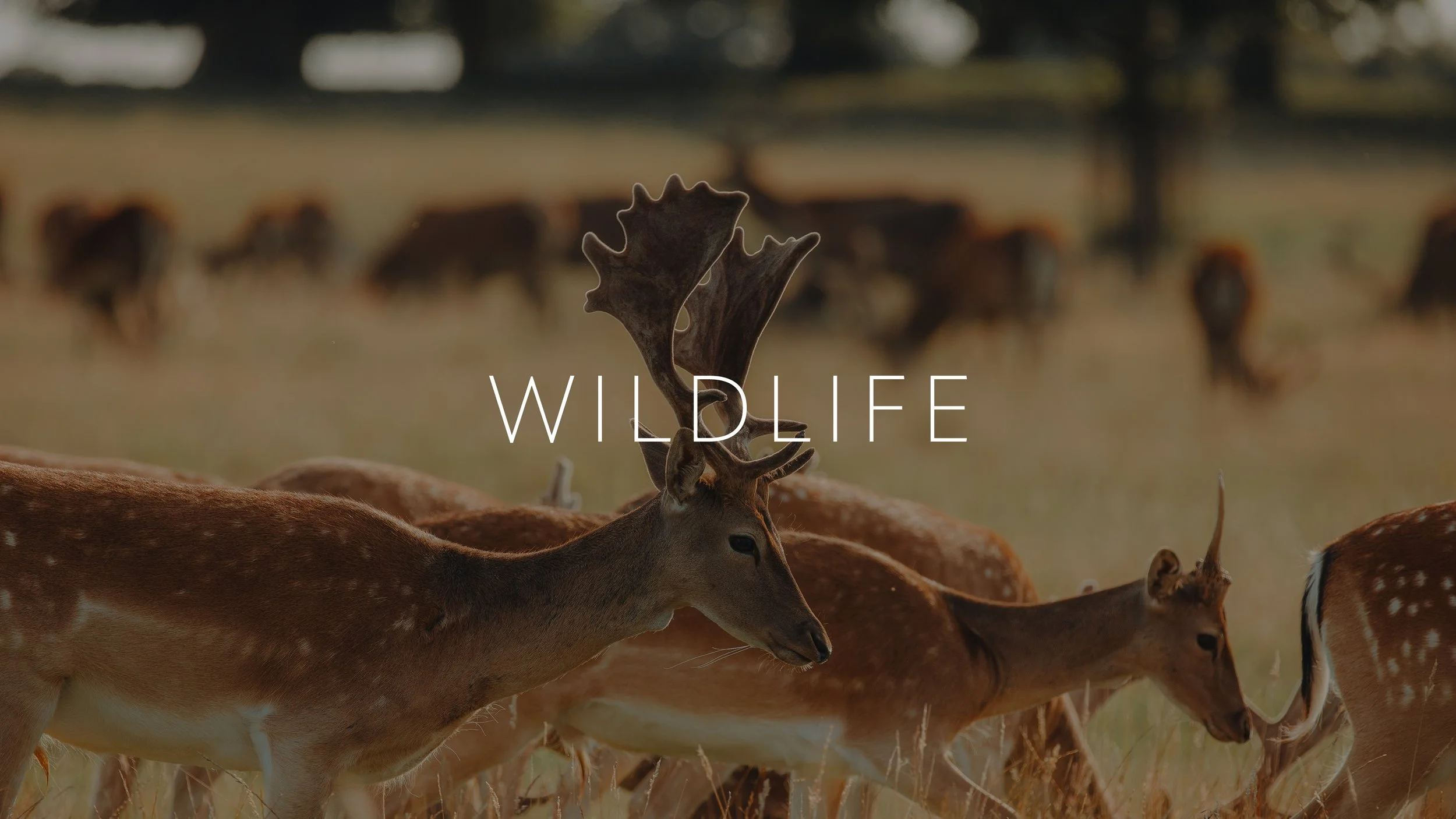 Deer with antlers standing in a grassy field with a herd of other deer in the background, and the word 'WILDLIFE' overlayed in the center.