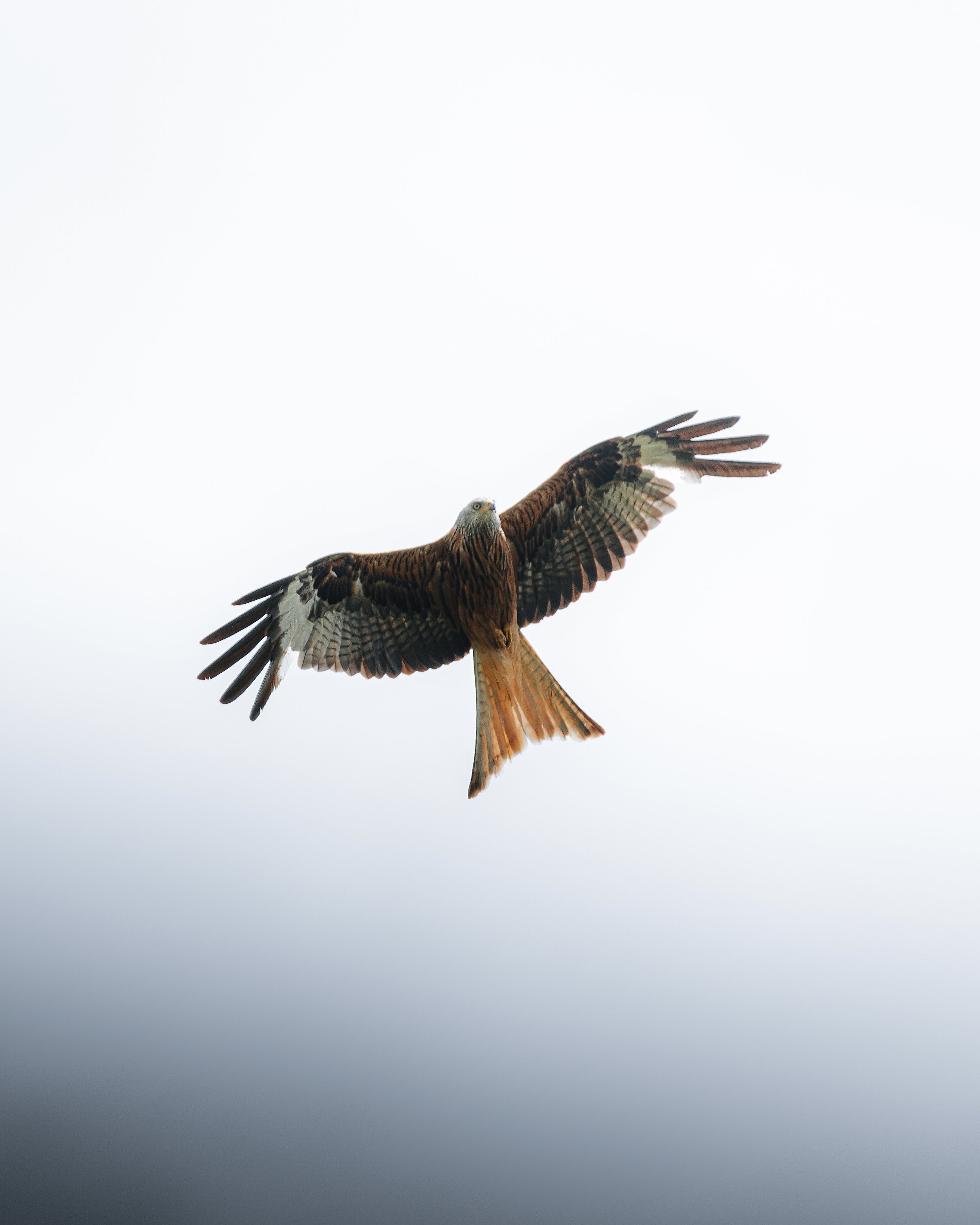 A bird of prey, possibly a hawk or falcon, soaring with wings spread wide in a bright sky.