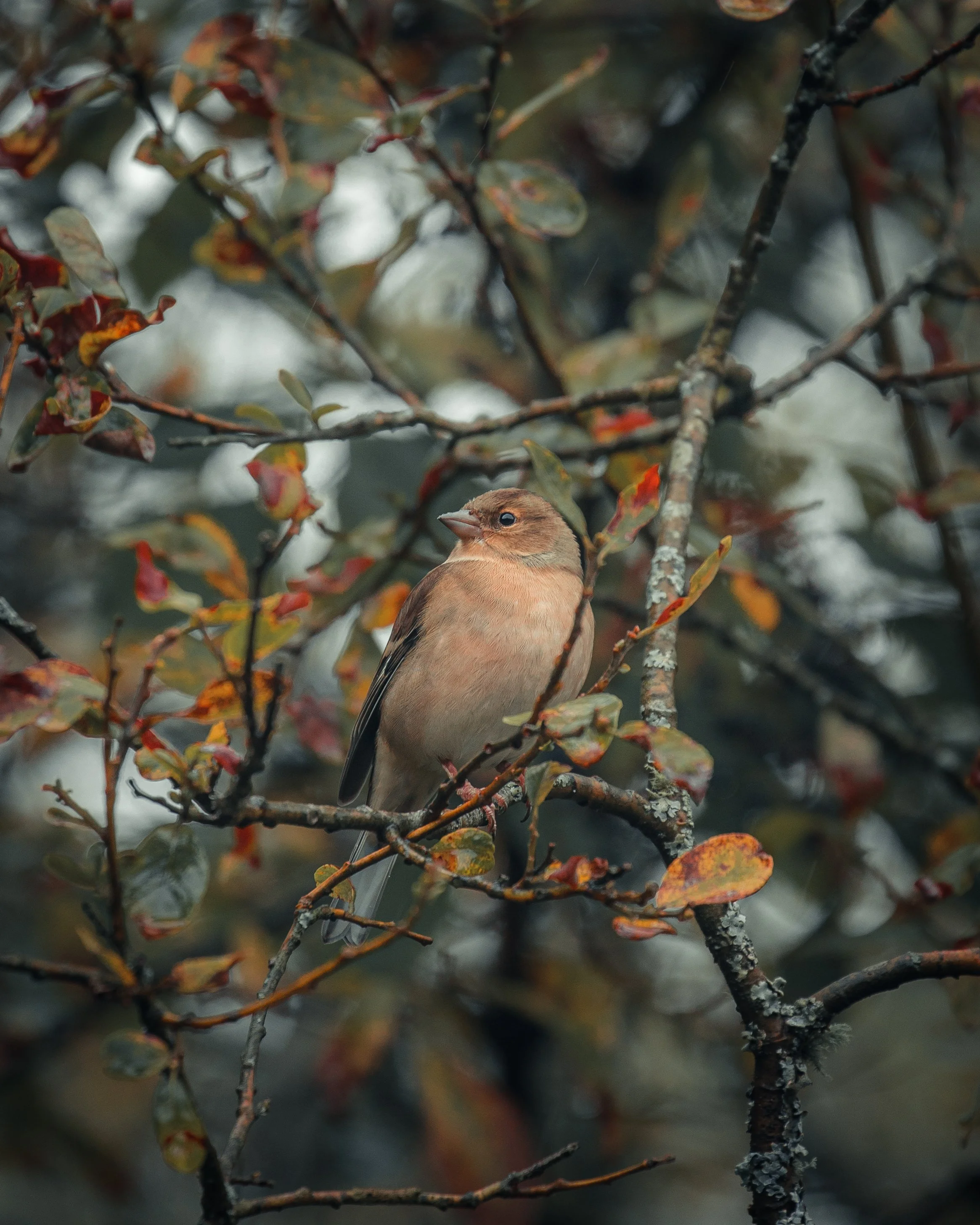 A small brown bird perched on a branch among leaves and twigs with some white patches of snow or frost.