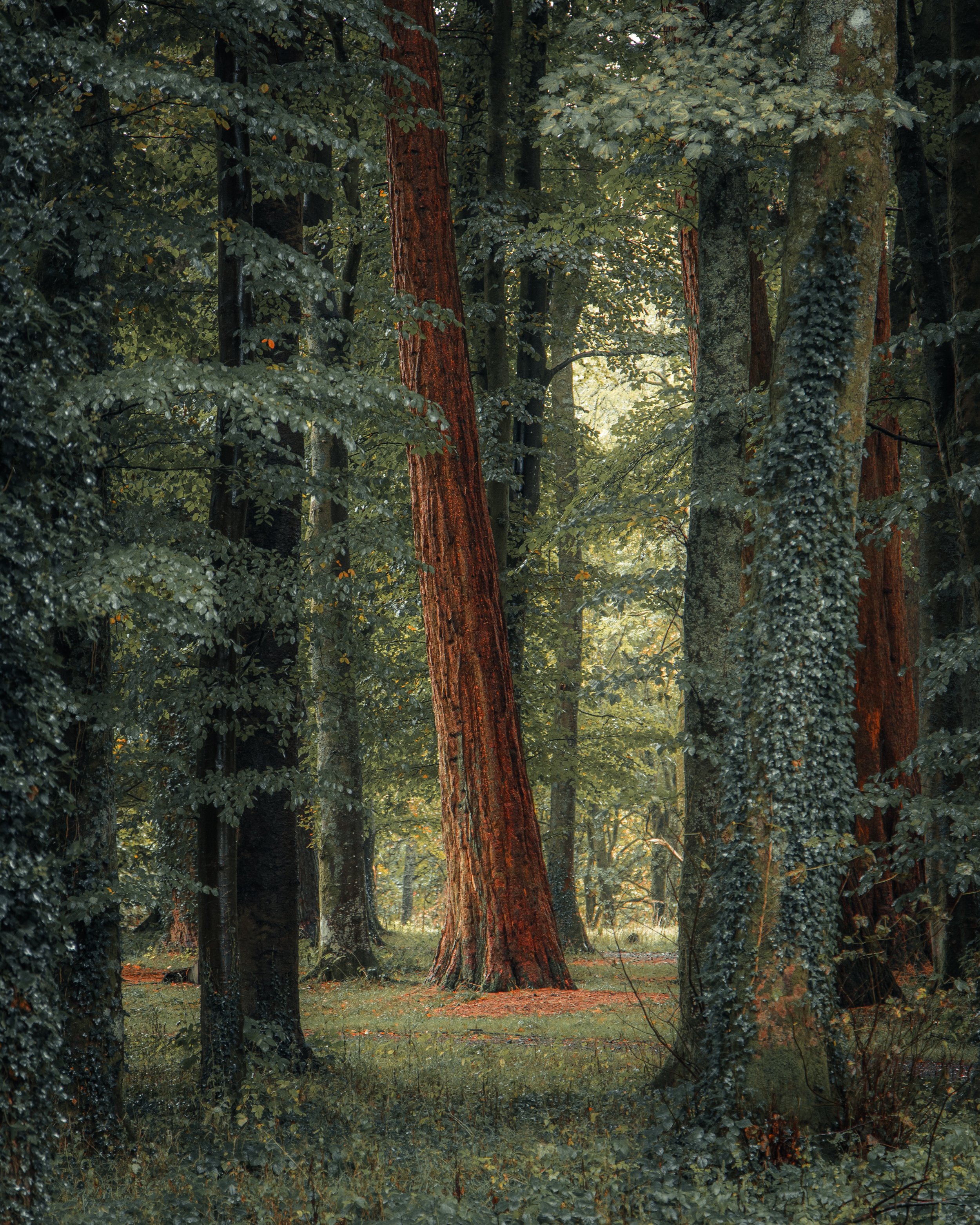 A dense forest with tall trees covered in moss and vines, sunlight filtering through the leaves, creating a peaceful, natural scene.