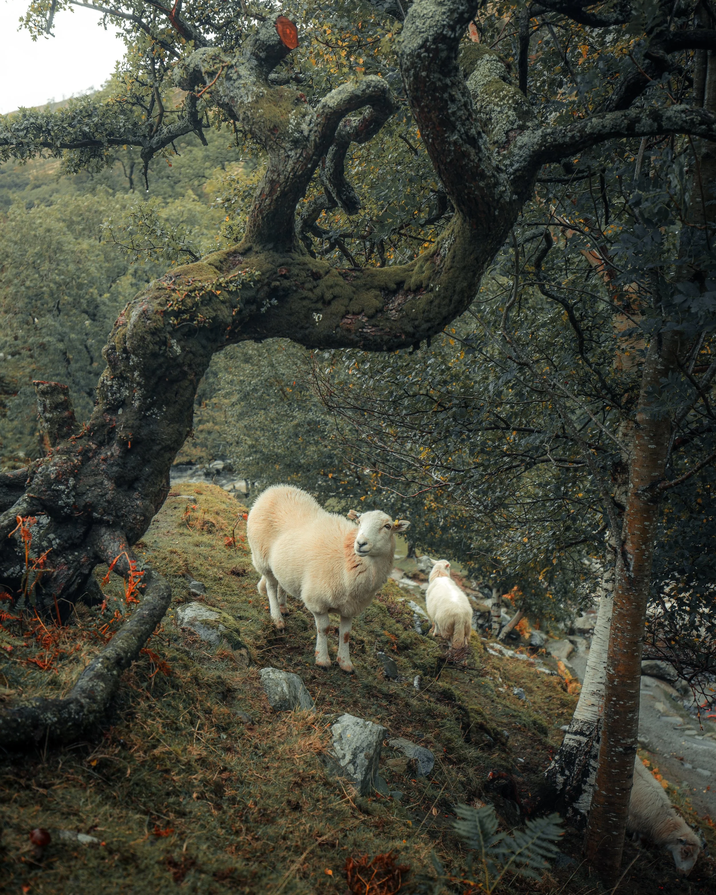 Two sheep on a grassy hillside with moss, rocks, a twisted tree, and dense forest backdrop.