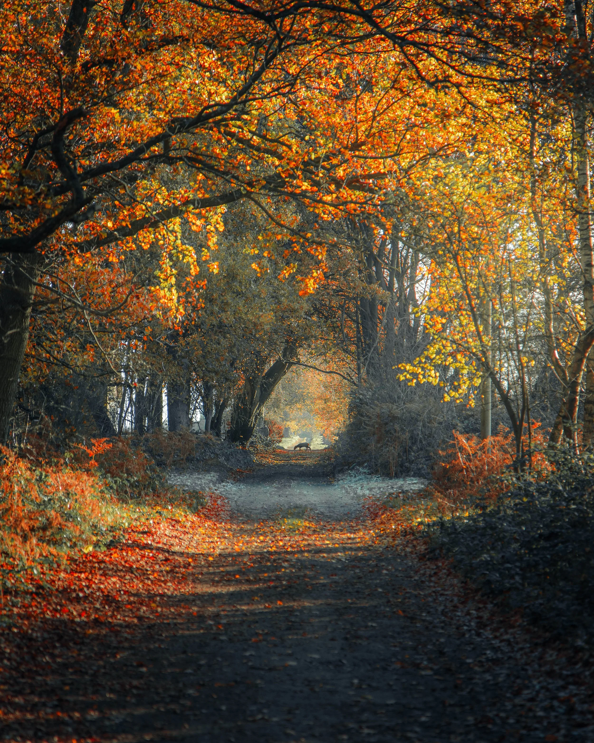 A forest path during autumn with orange and yellow leaves on trees and on the ground, sunlight filtering through the branches, and a distant fox walking along the trail.