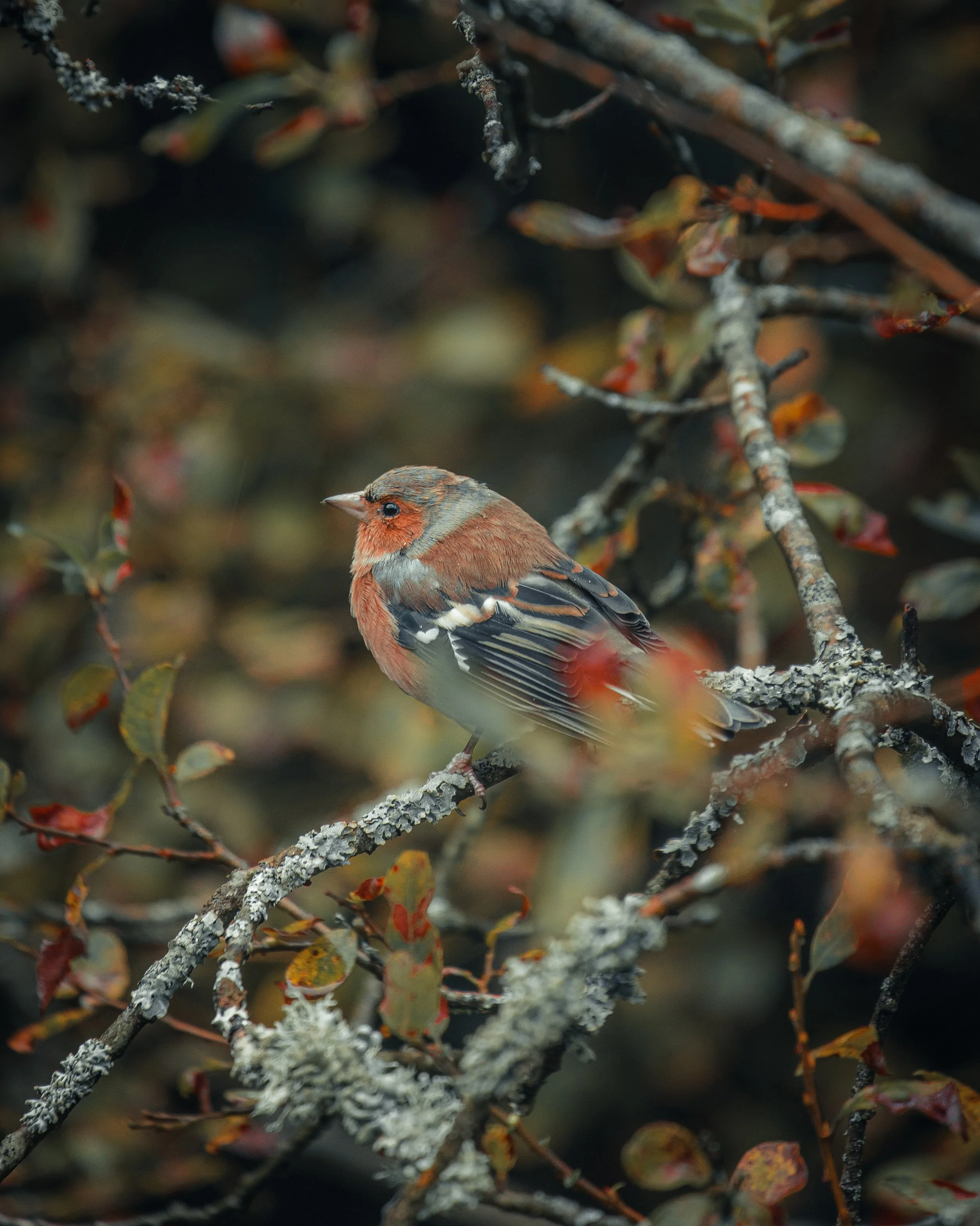 A small bird with reddish-brown and gray feathers perched on a lichen-covered branch among leaves and twigs.