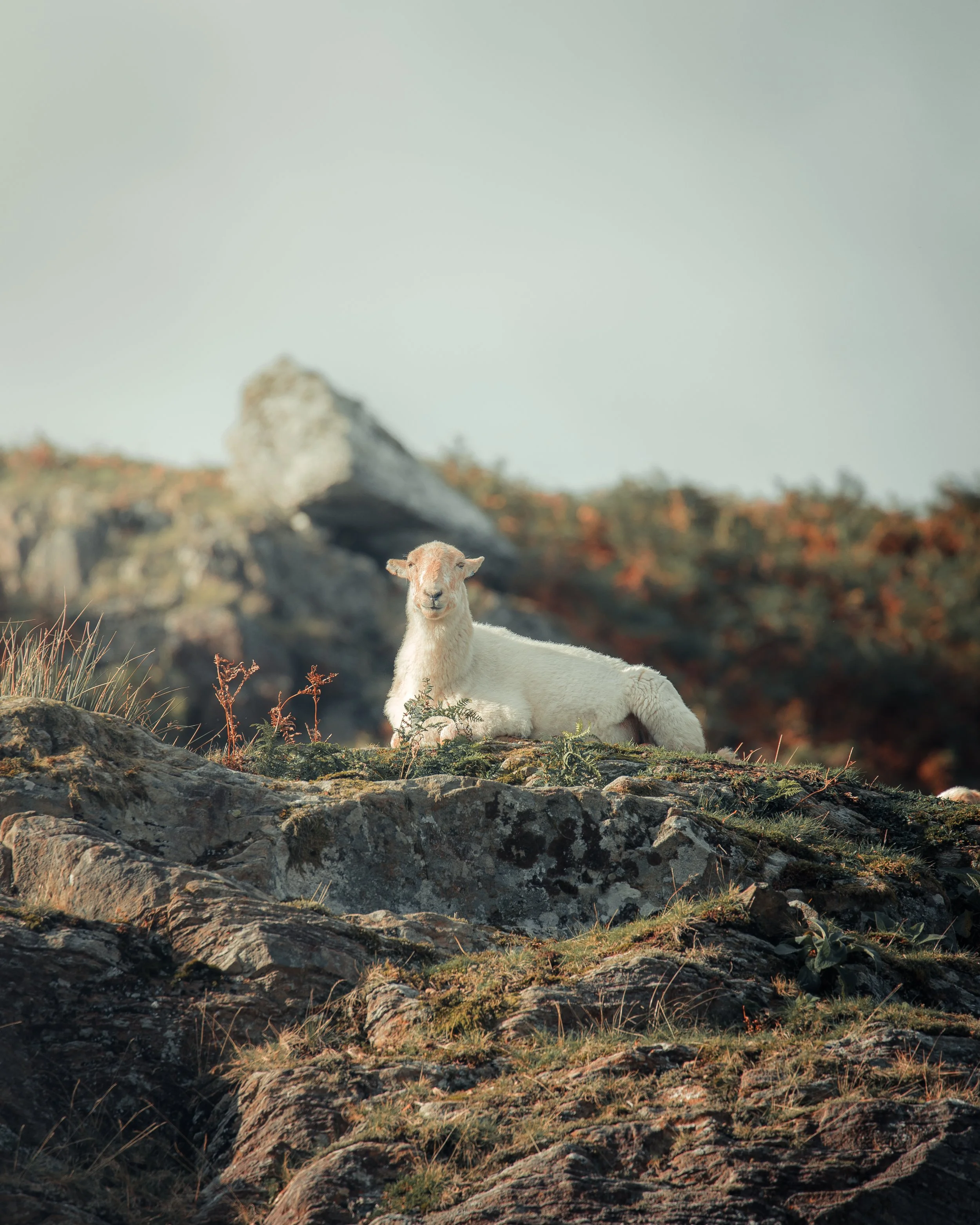 A white goat lying on a rocky hillside with mountains and shrubs in the background.