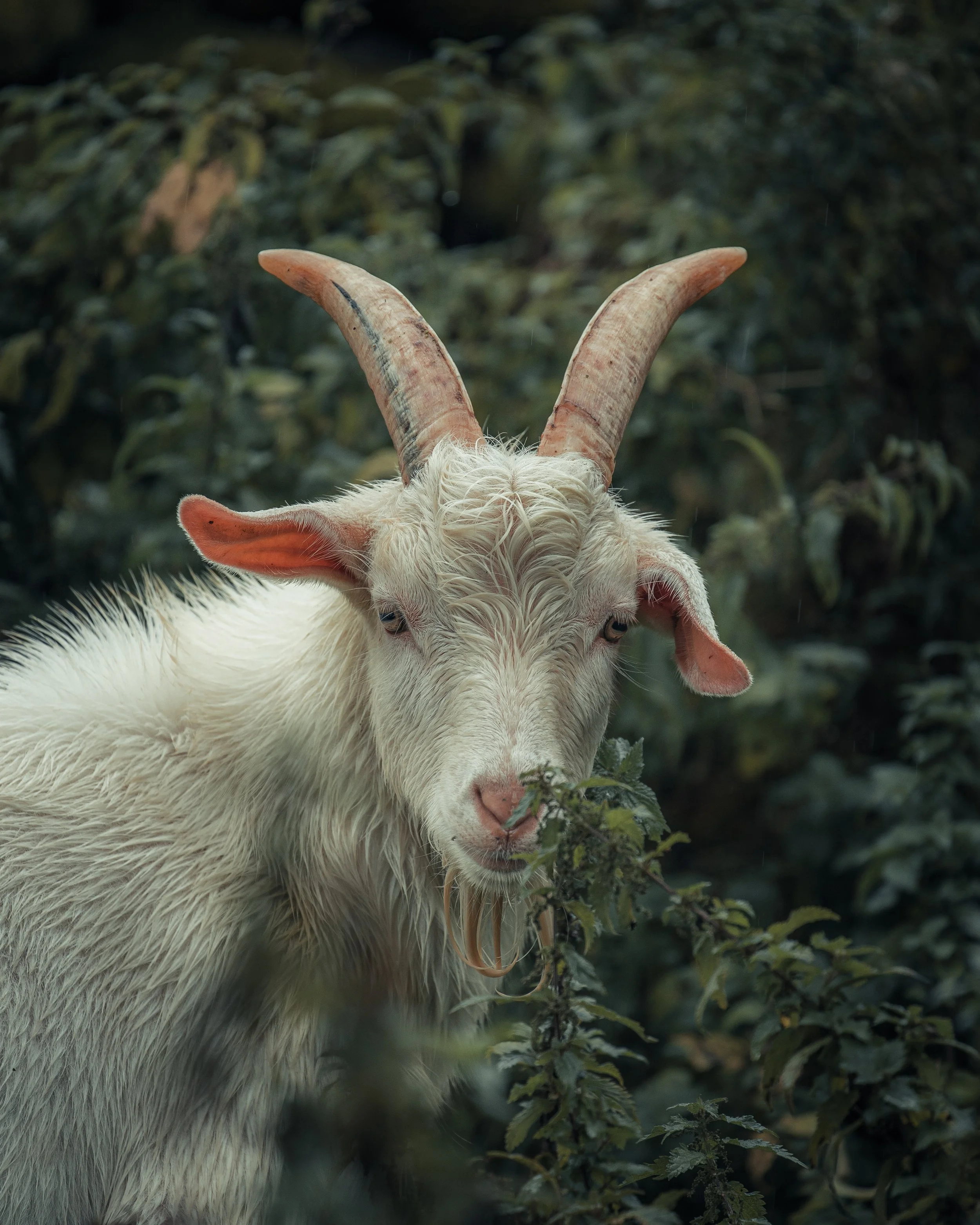 A white goat with large, curved horns eating green leaves amidst foliage.