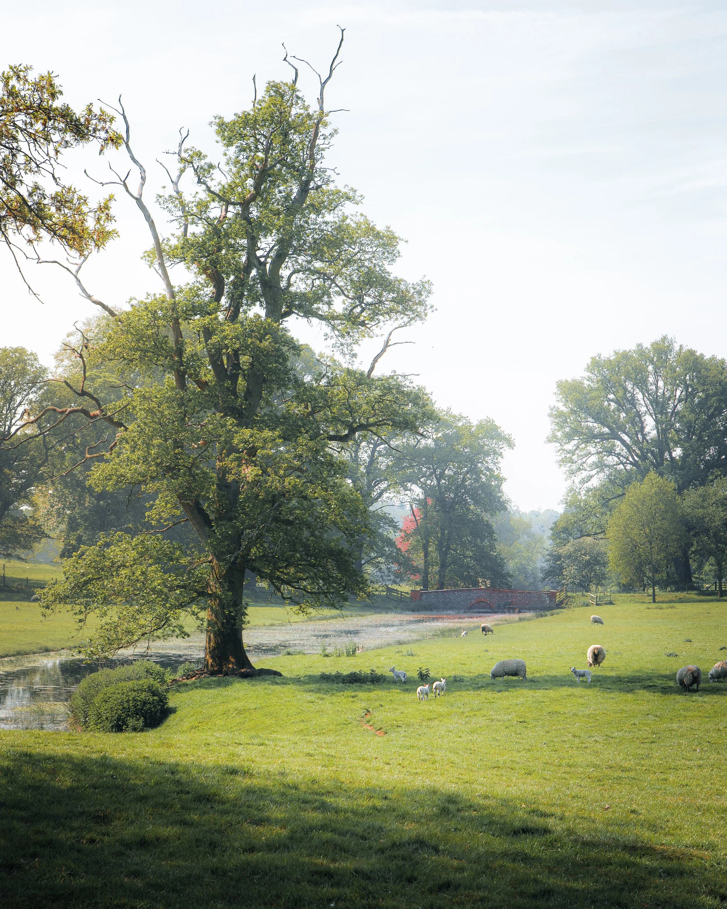 A peaceful countryside scene with a large leafy tree next to a small pond, grazing sheep, goats, and a brick bridge in the background.