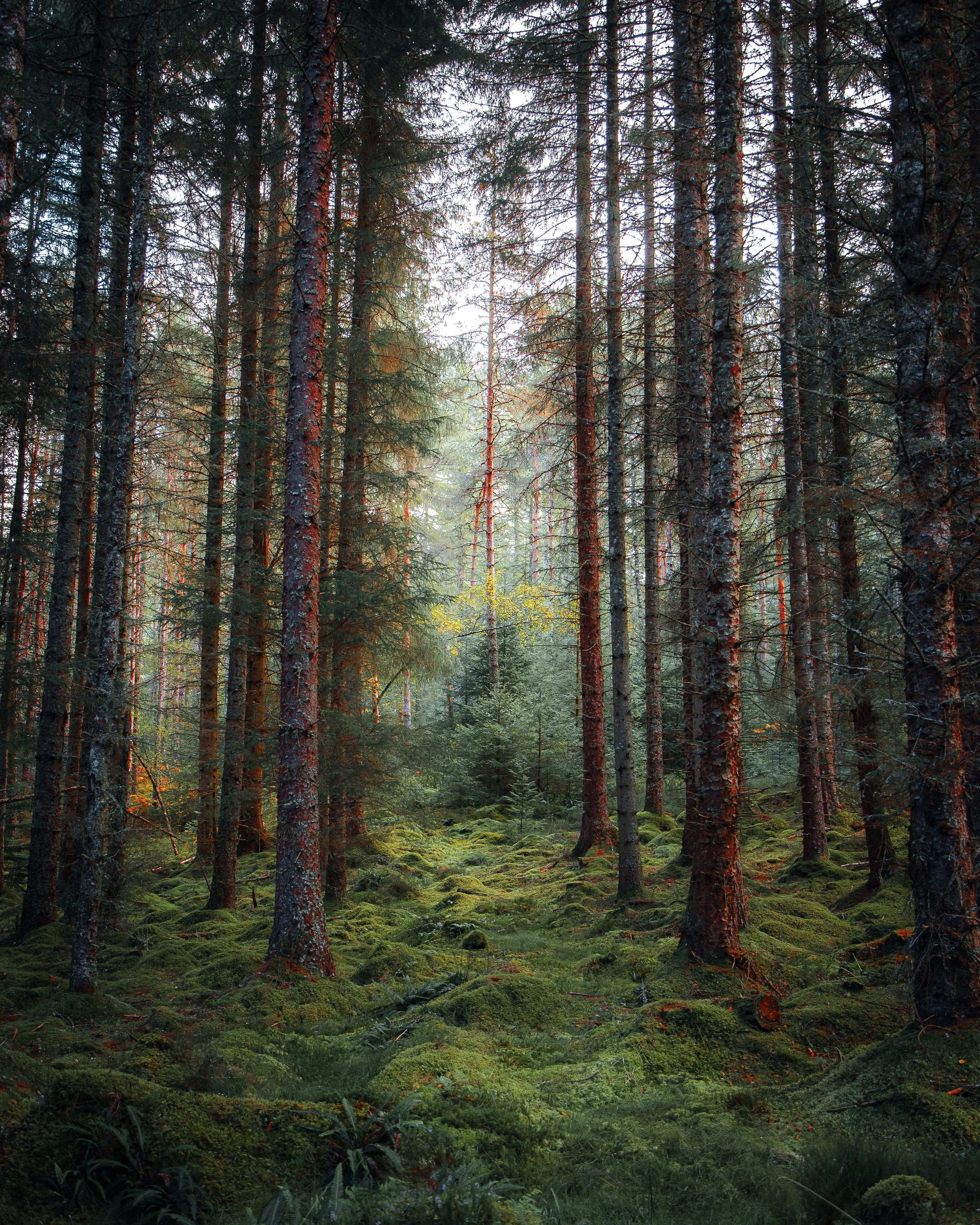 Dense forest with tall pine trees, moss covering the ground, and sunlight filtering through the branches.