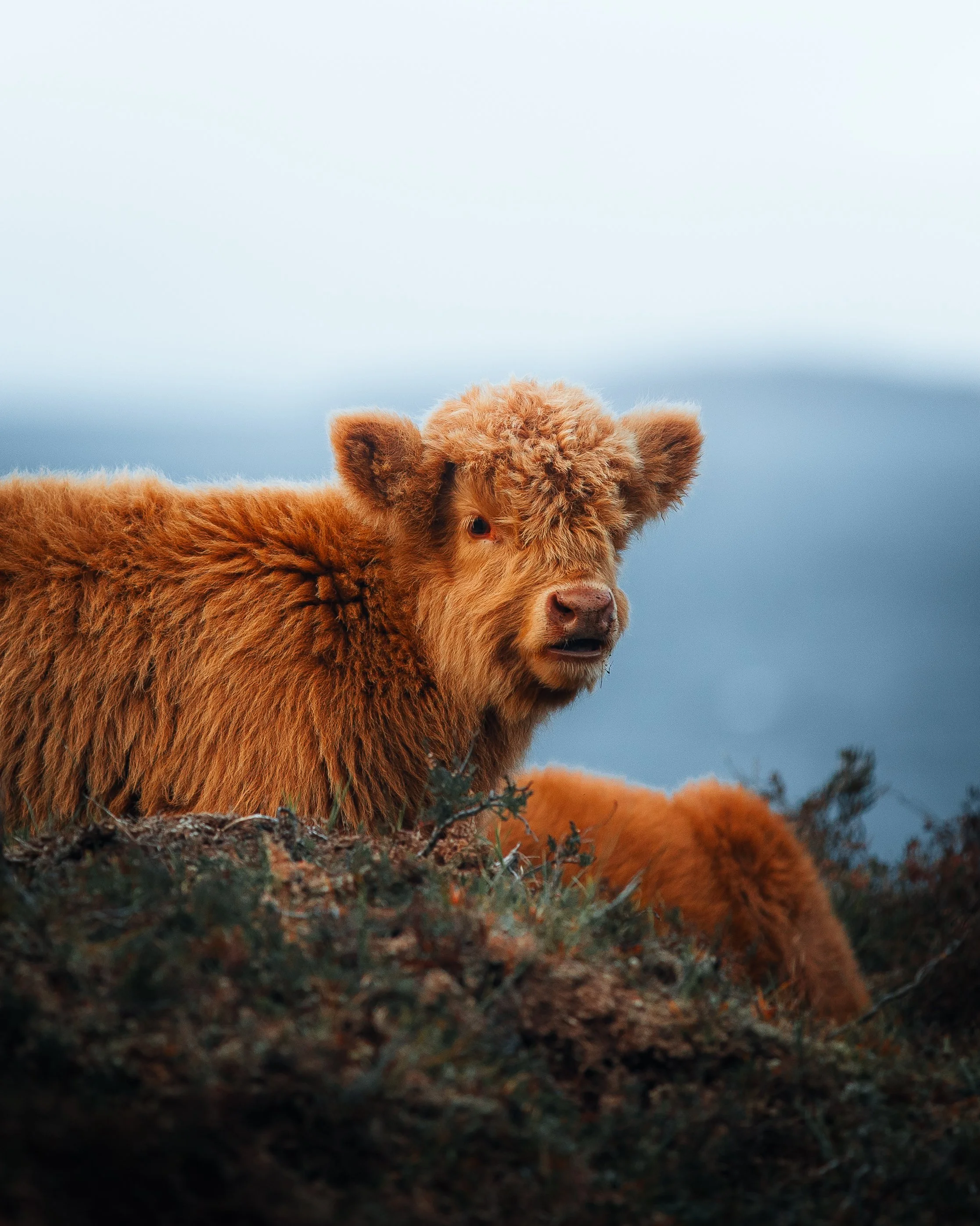 A young brown cow with fluffy fur standing on rocky terrain with a mountain range in the background.
