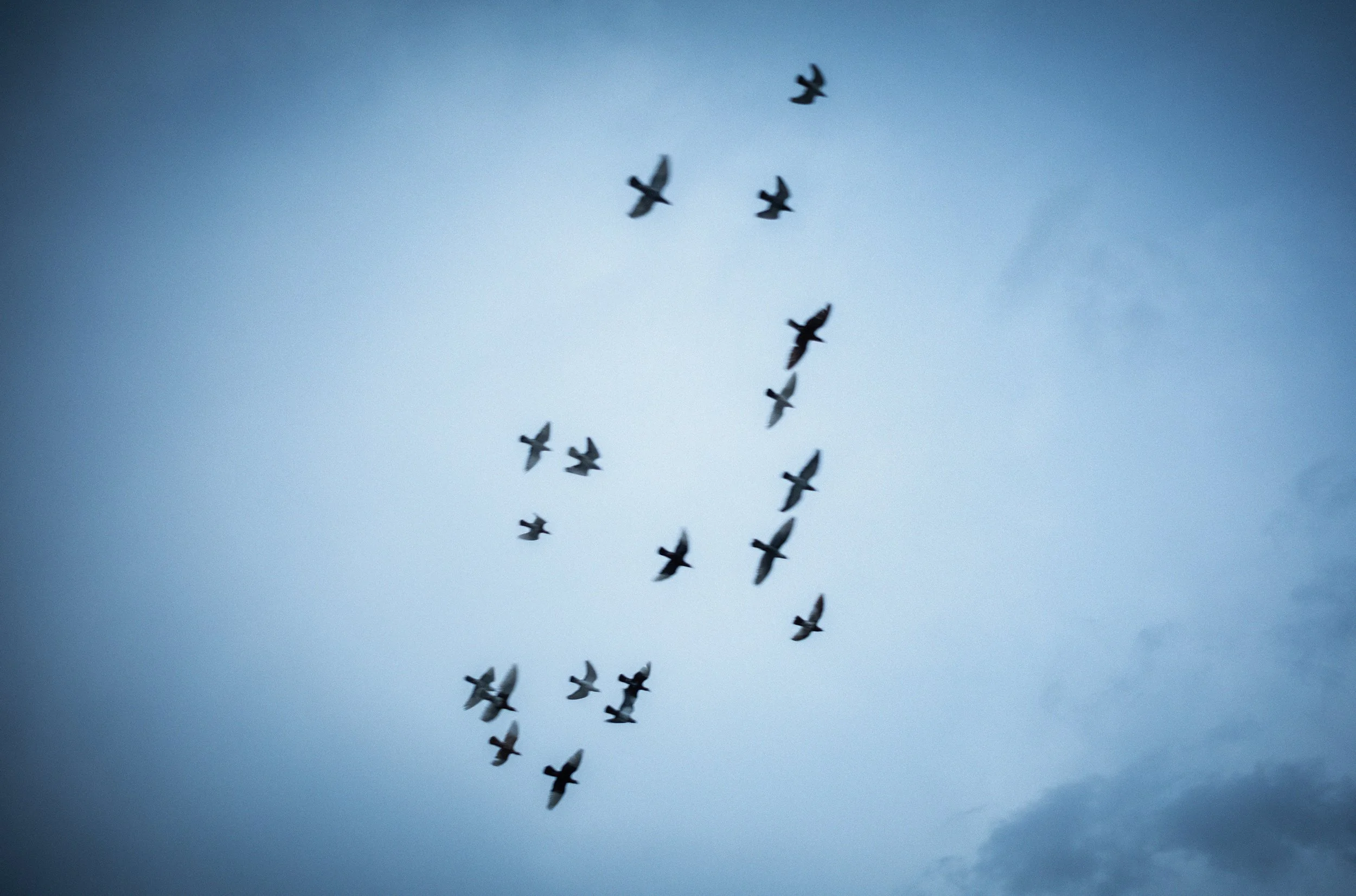 Manada de aves volando en el cielo con nubes oscuras.