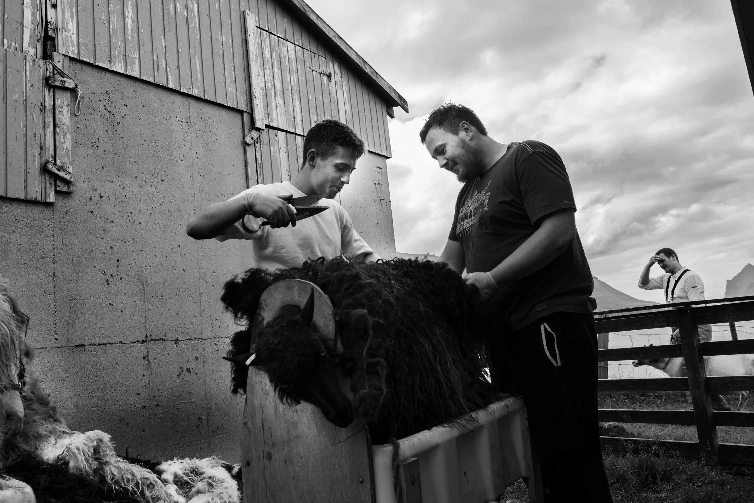 Dos hombres cortando el pelo a una oveja negra, mientras otra oveja blanca observa. Un hombre con gafas con fondo de cielo nublado y un paisaje montañoso.
