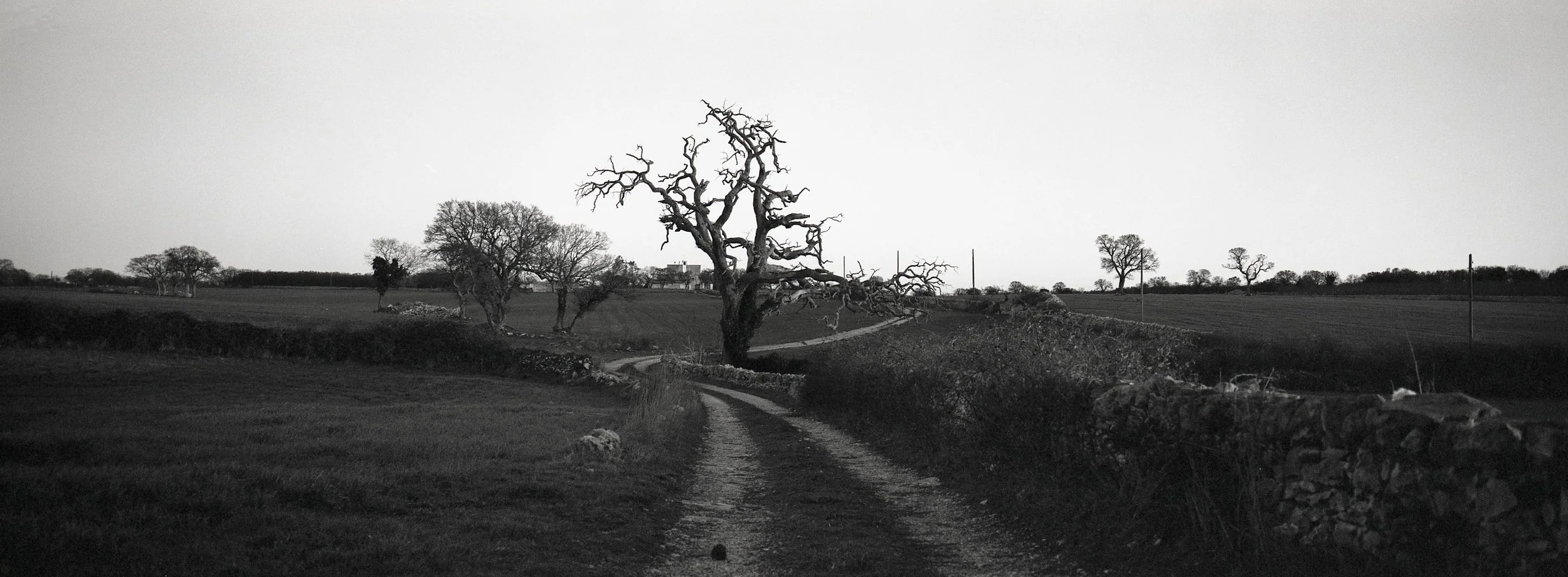 Un árbol seco y retorcido en un camino rural rodeado de campos y otros árboles en un paisaje en blanco y negro.