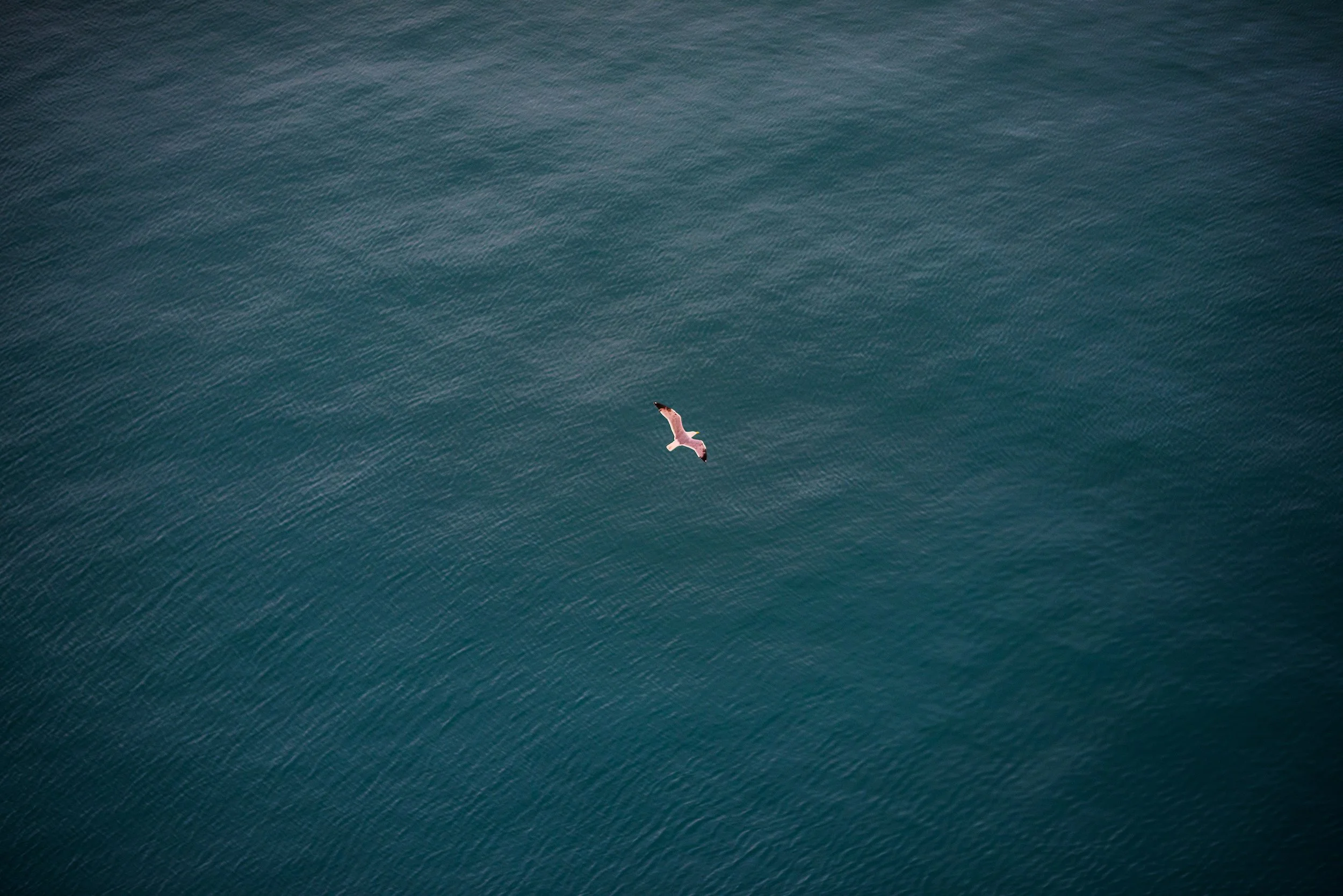 Un pájaro volando sobre un océano de aguas azules.