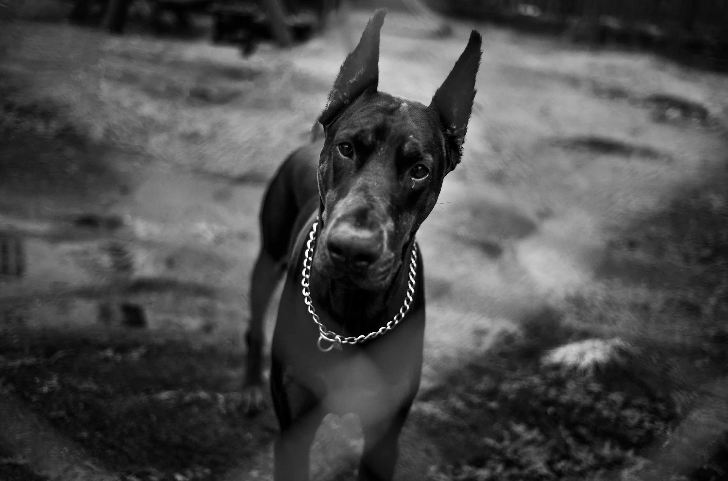 Un perro pastor Alemán con orejas puntiagudas y collar de cadena, mirando hacia la cámara en un entorno exterior, en blanco y negro.
