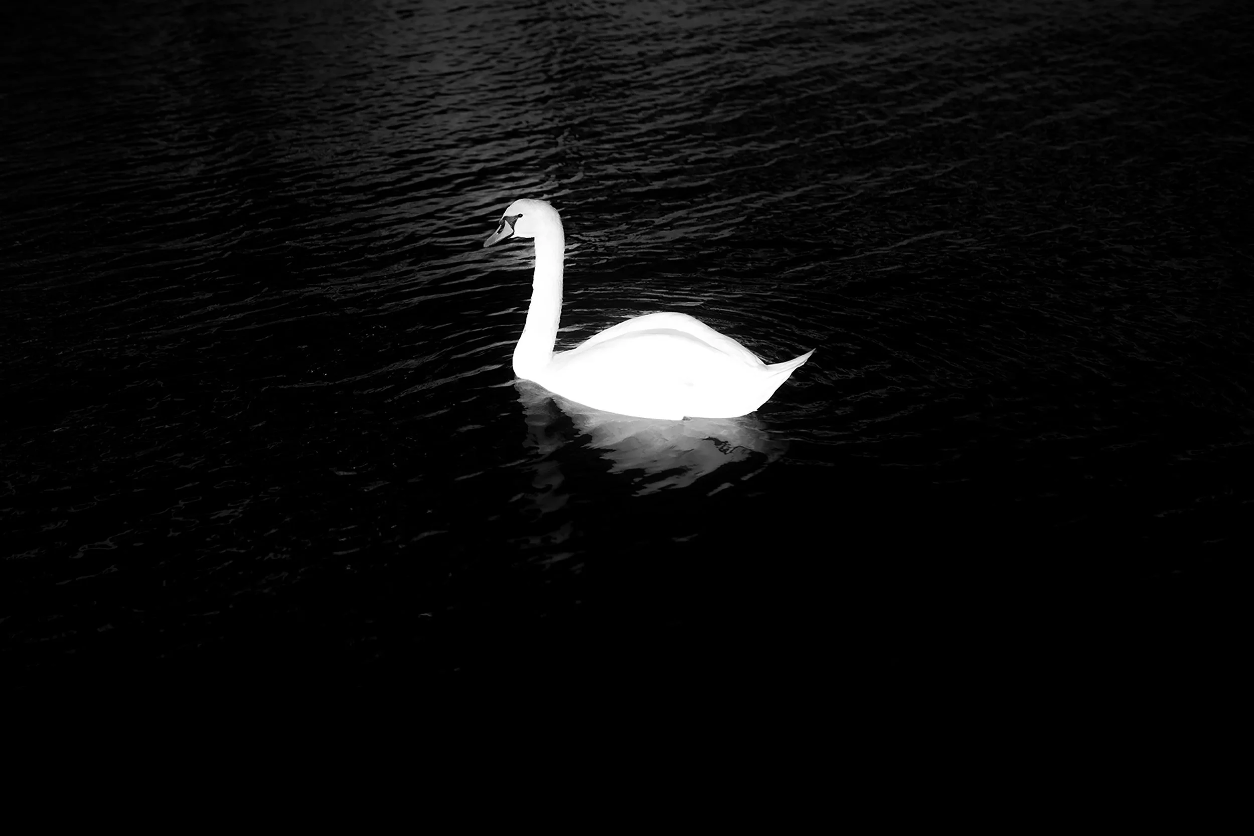 Cisne blanco nadando en agua oscura.