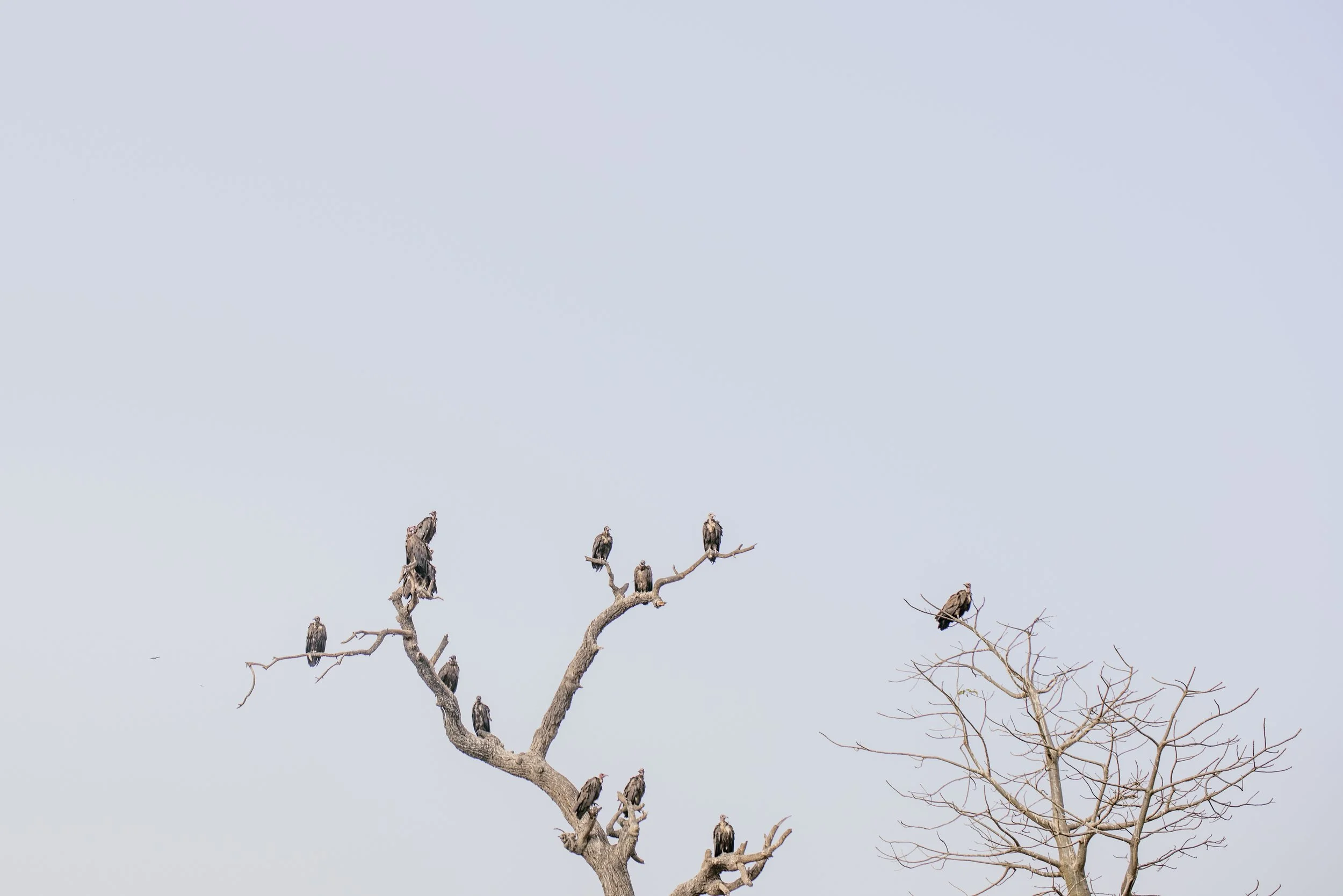Varias águilas posadas en las ramas de un árbol seco sin hojas, en un cielo despejado.