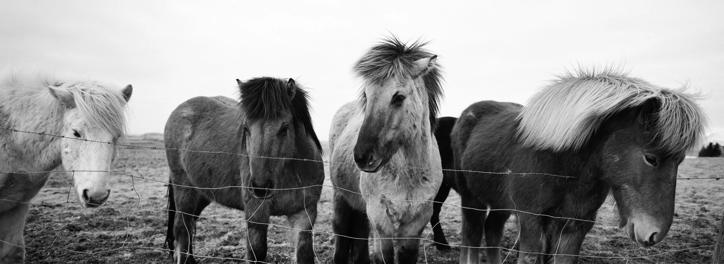 Foto en blanco y negro de varios caballos pastando detrás de una cerca de alambre en un campo abierto.