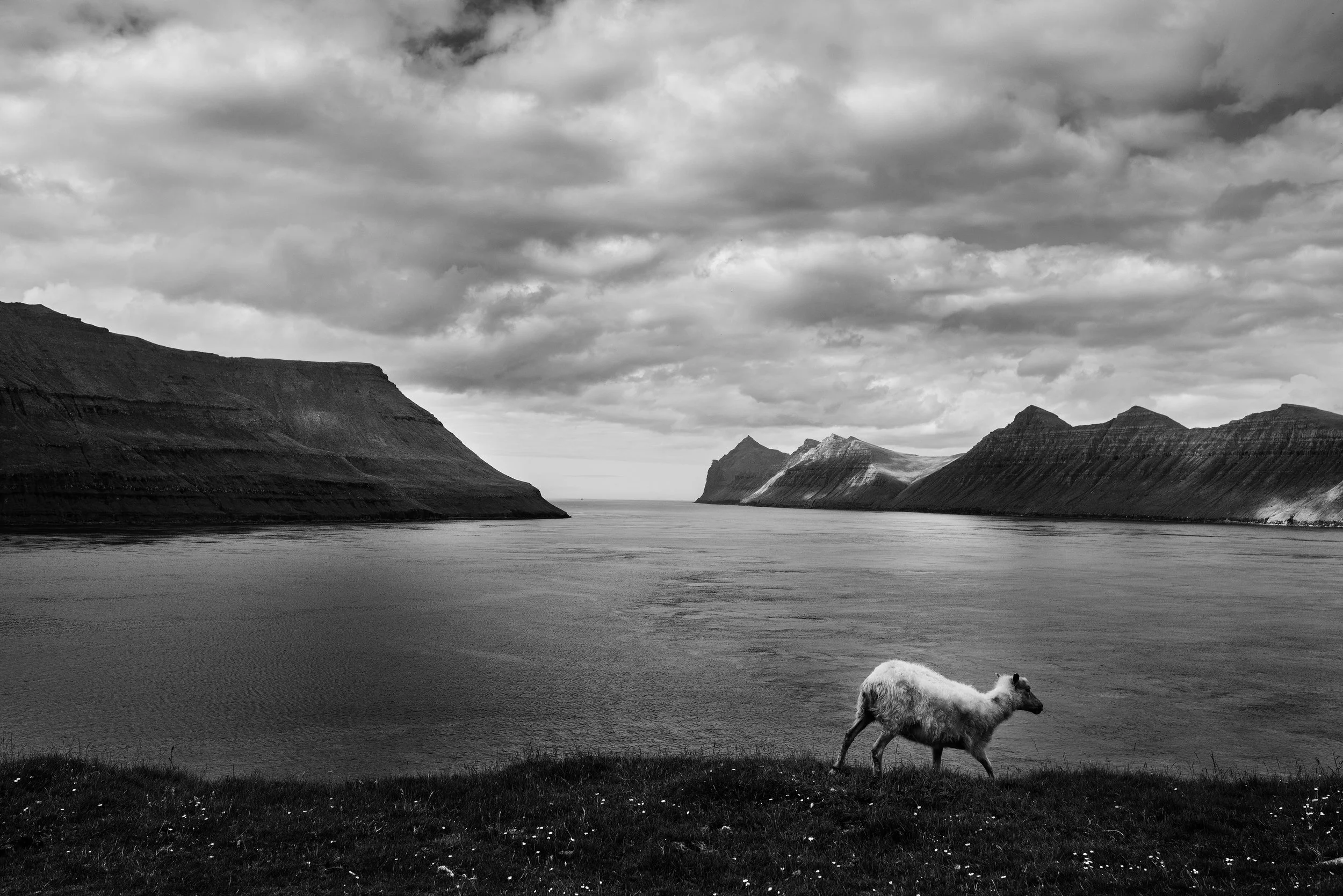Vista en blanco y negro de un lago rodeado de montañas con nubes en el cielo; en primer plano, una oveja caminando por la hierba junto a la orilla del agua.