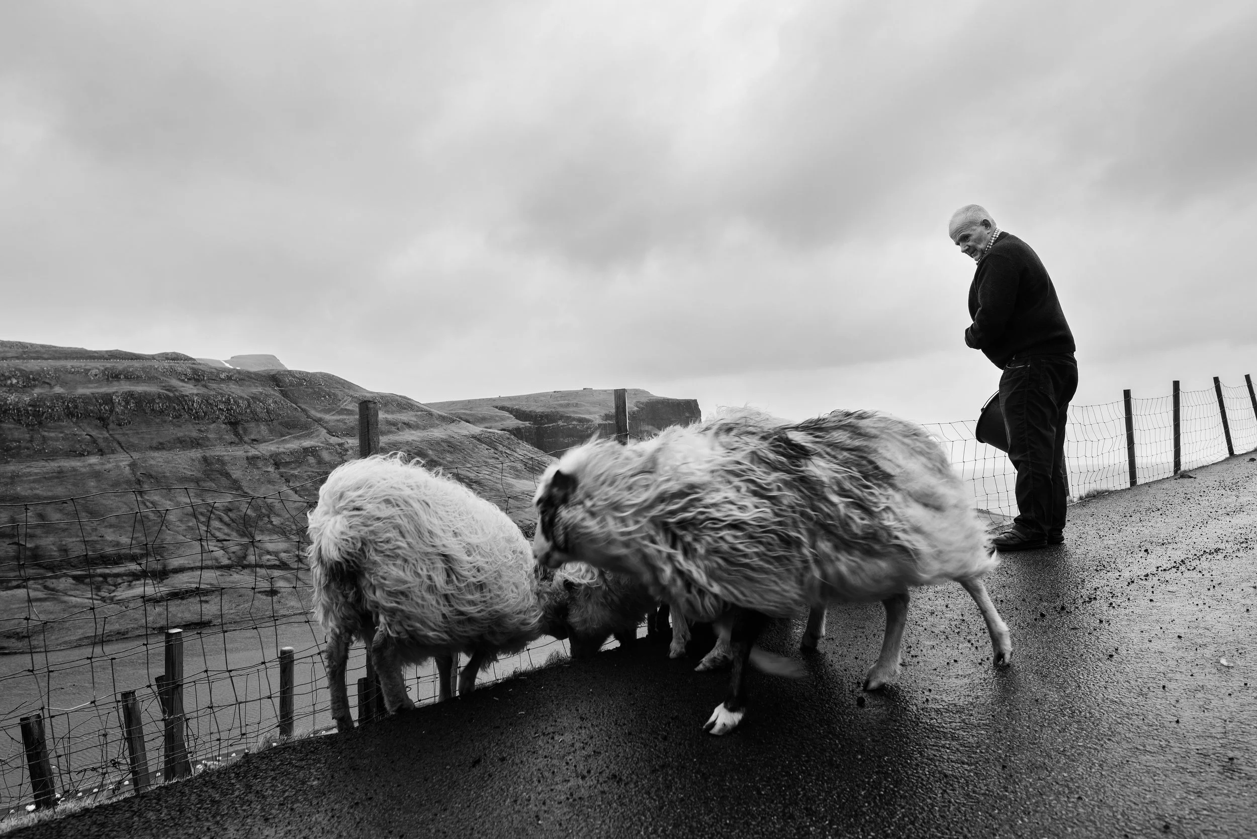 Hombre con ovejas en un camino montañoso en un día nublado, en blanco y negro.