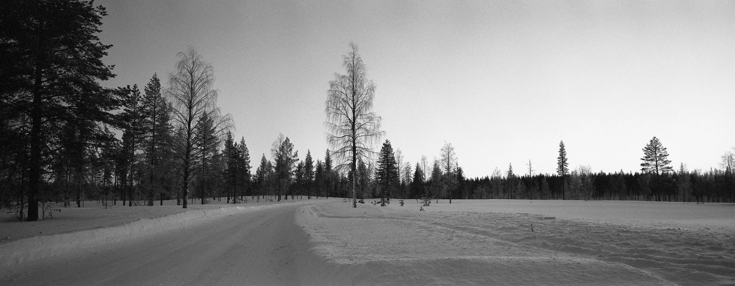 Paisaje invernal con árboles de diferentes alturas y un camino cubierto de nieve.